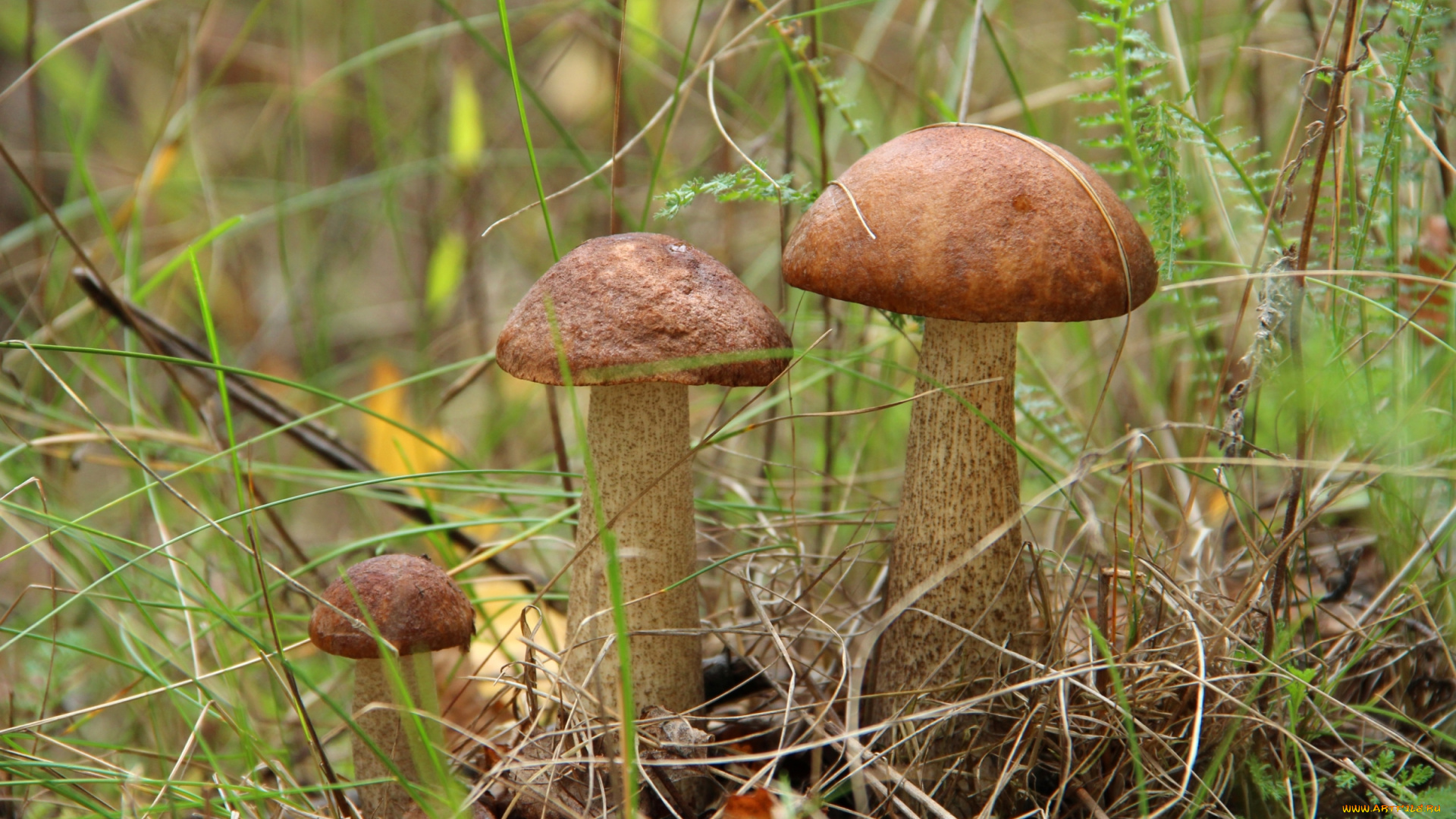 природа, грибы, трио