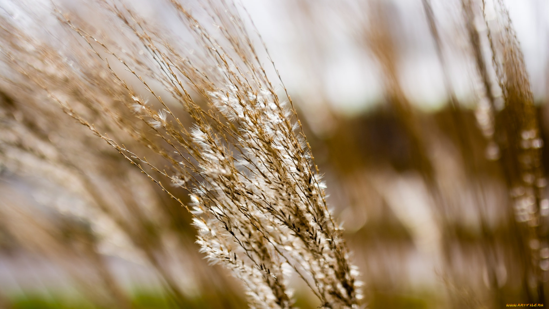 природа, макро, колосок, трава