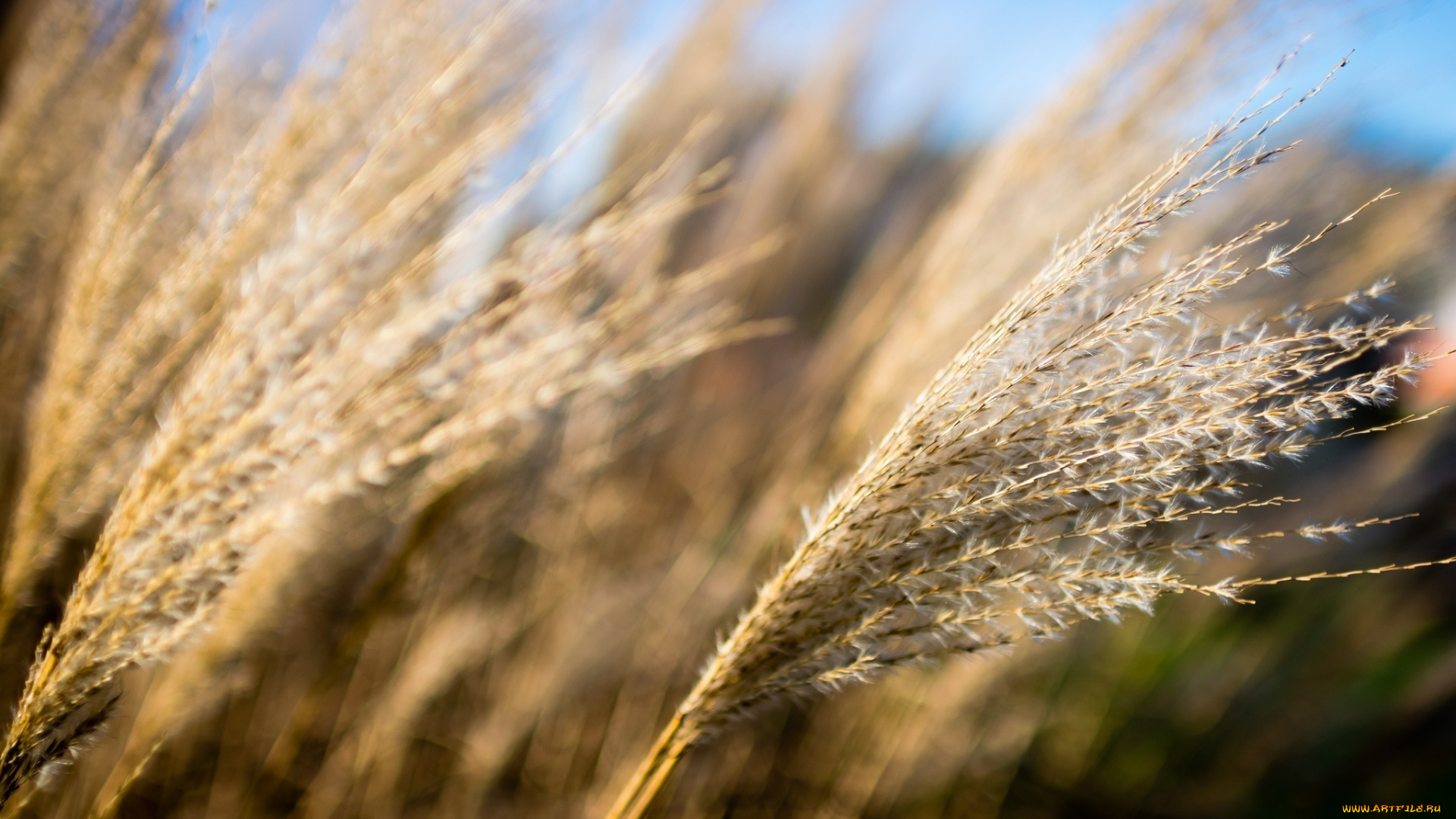 природа, макро, трава, колосок