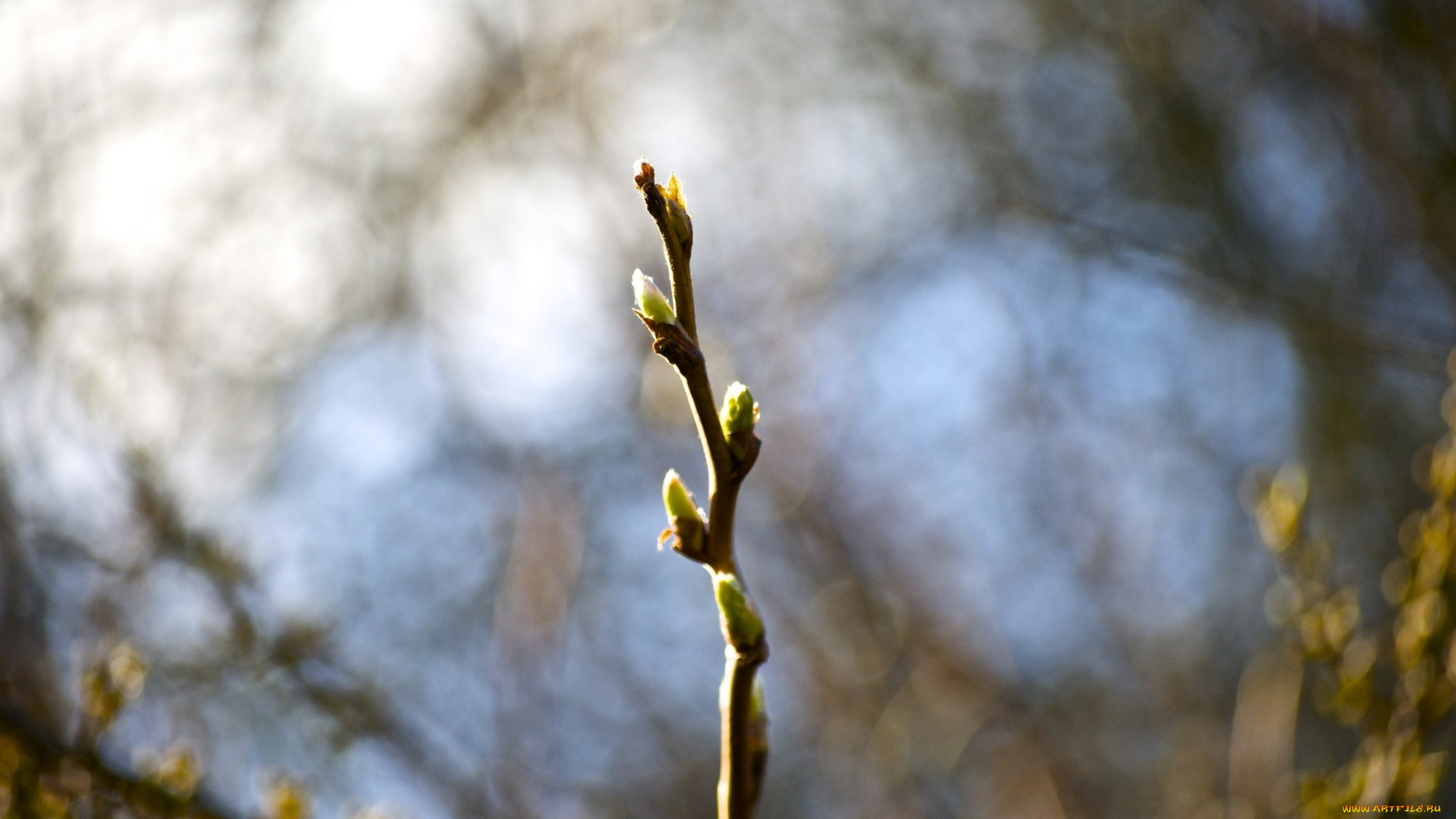 природа, макро, весна, веточка, почки