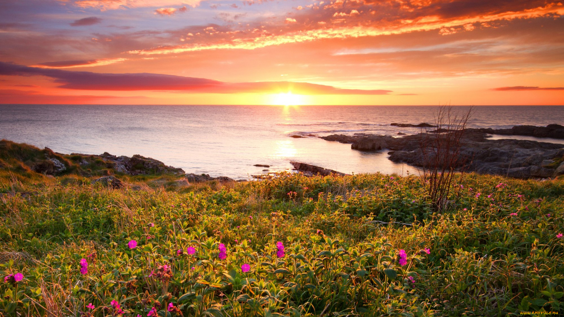 природа, моря, океаны, цветы, закат, море