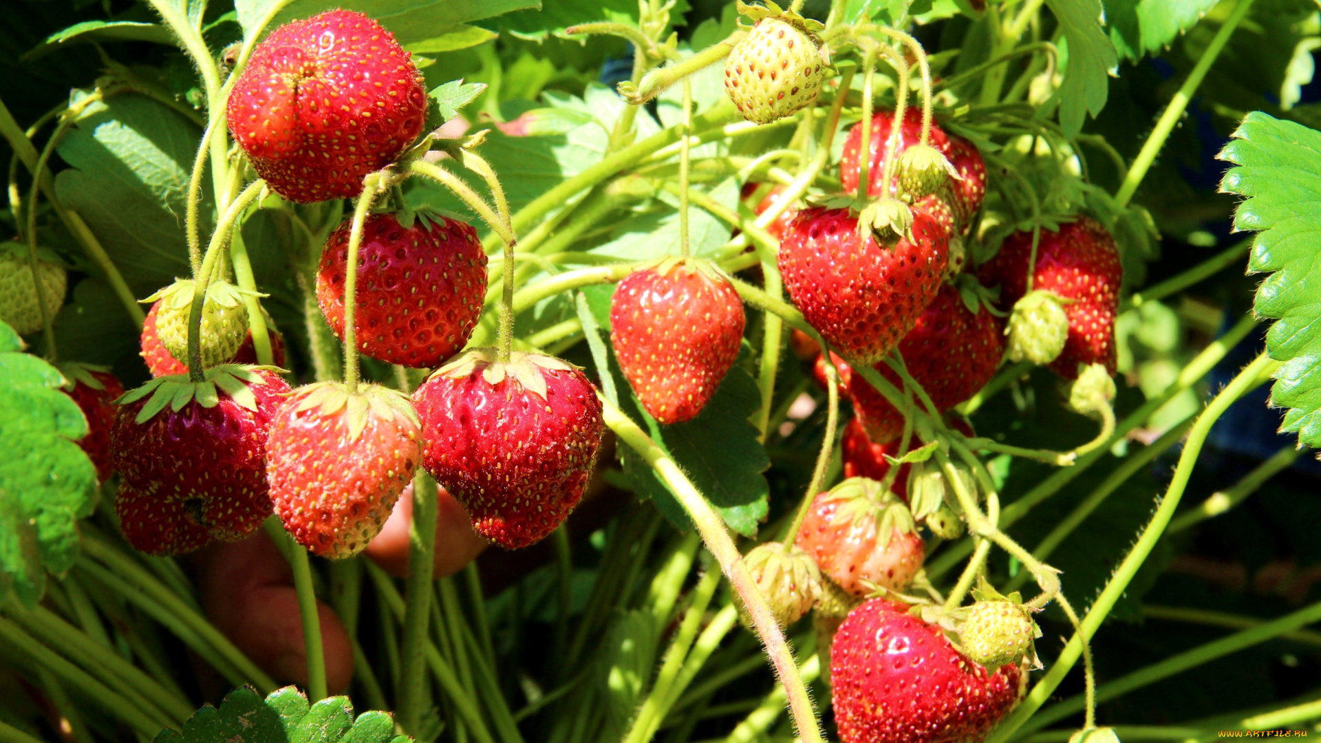 природа, Ягоды, клубника