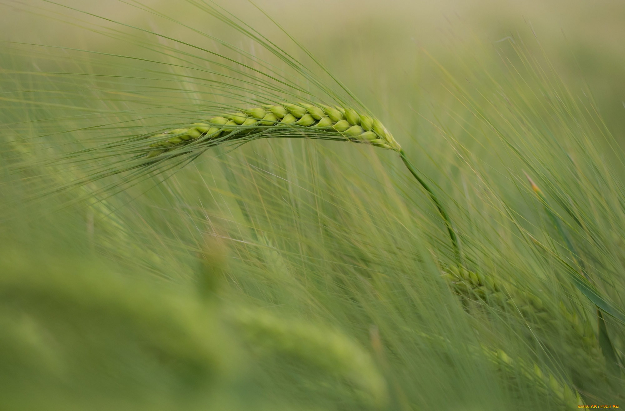 природа, макро, колос