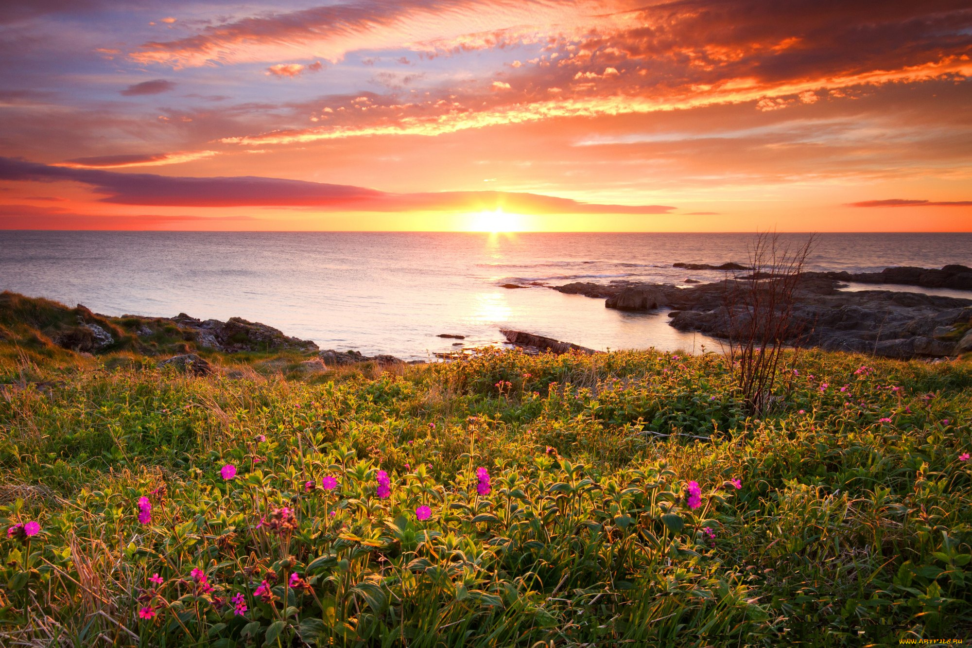 природа, моря, океаны, цветы, закат, море