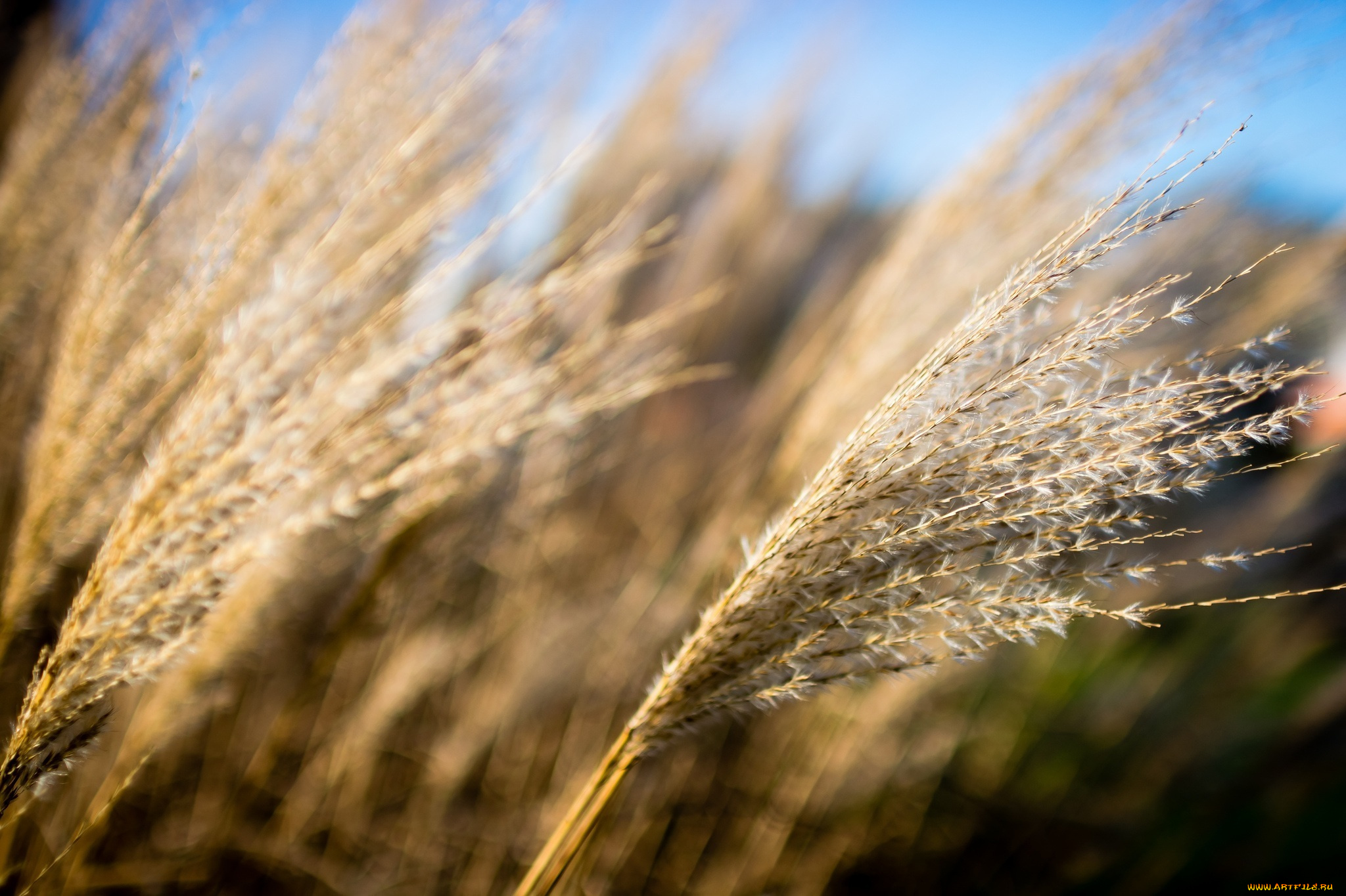 природа, макро, трава, колосок