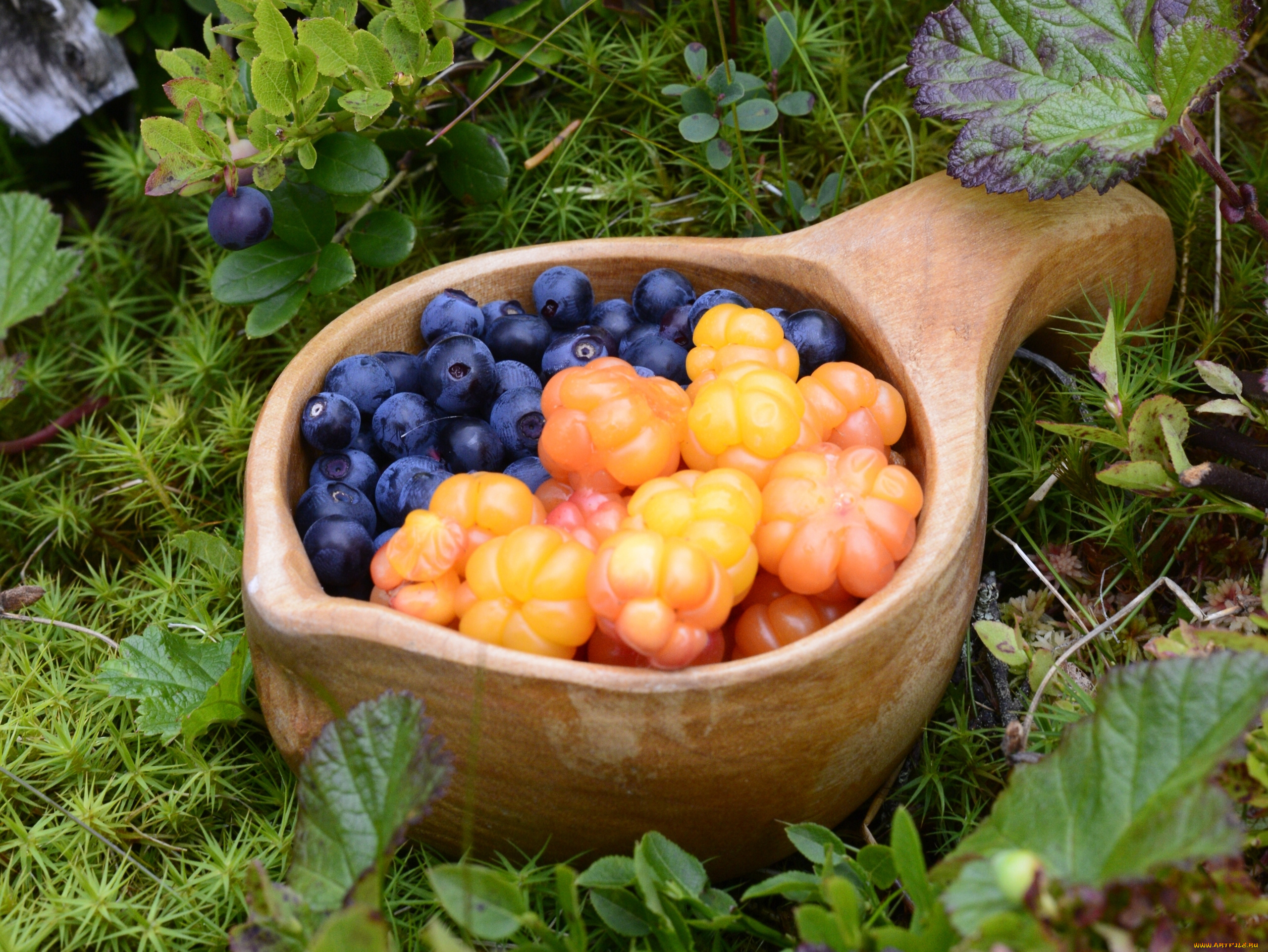 еда, фрукты, , ягоды, черника, ягоды, морошка