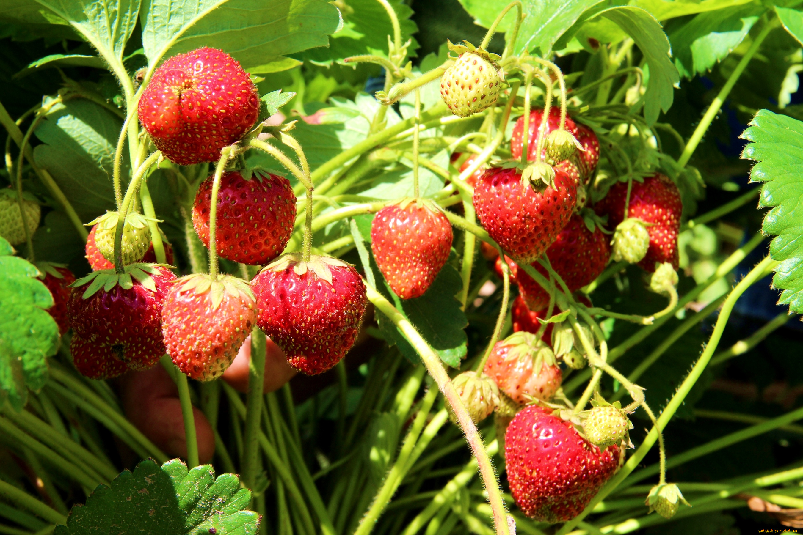 природа, Ягоды, клубника