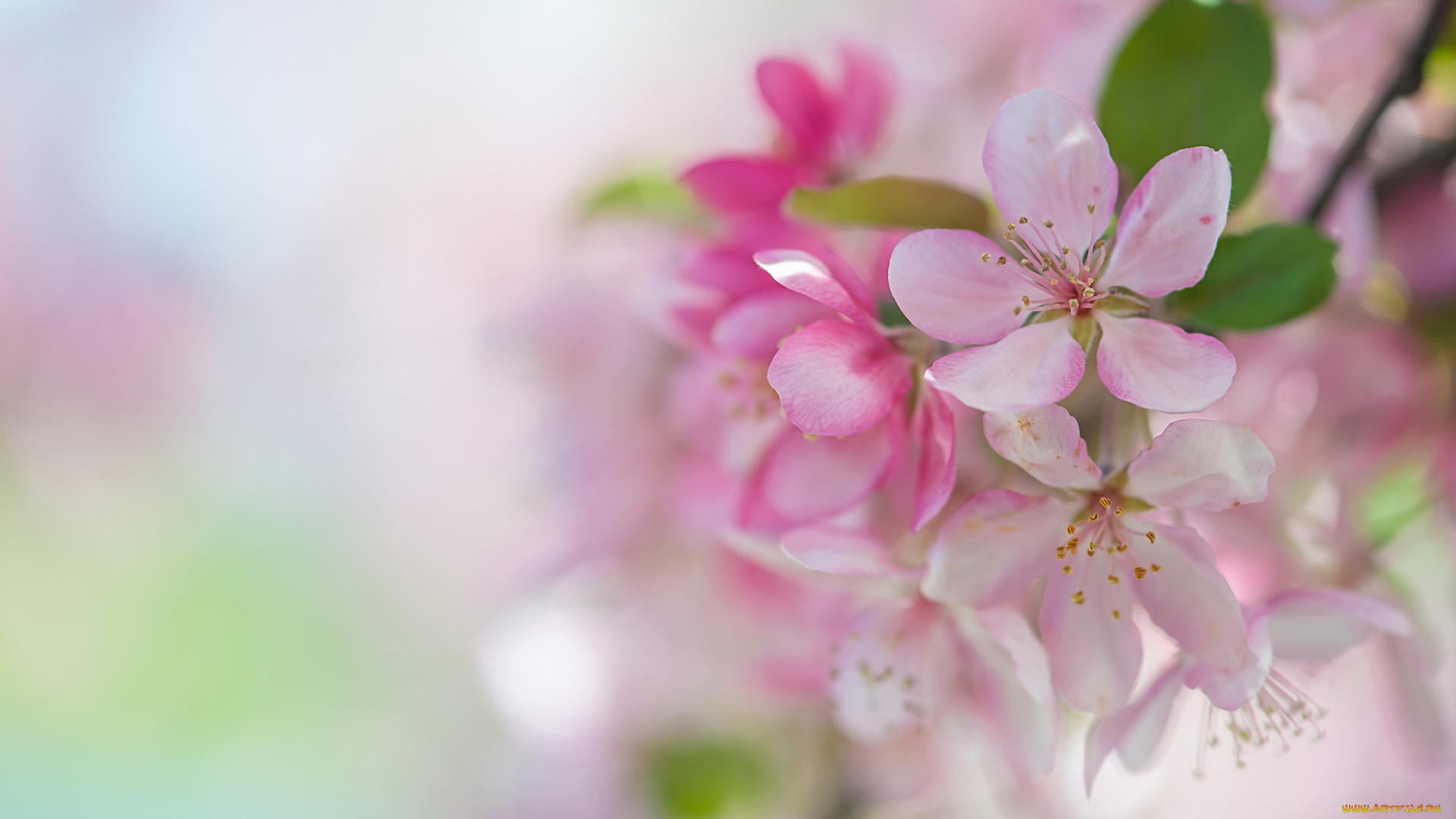 цветы, цветущие, деревья, , , кустарники, макро, розовый, ветка, яблоня