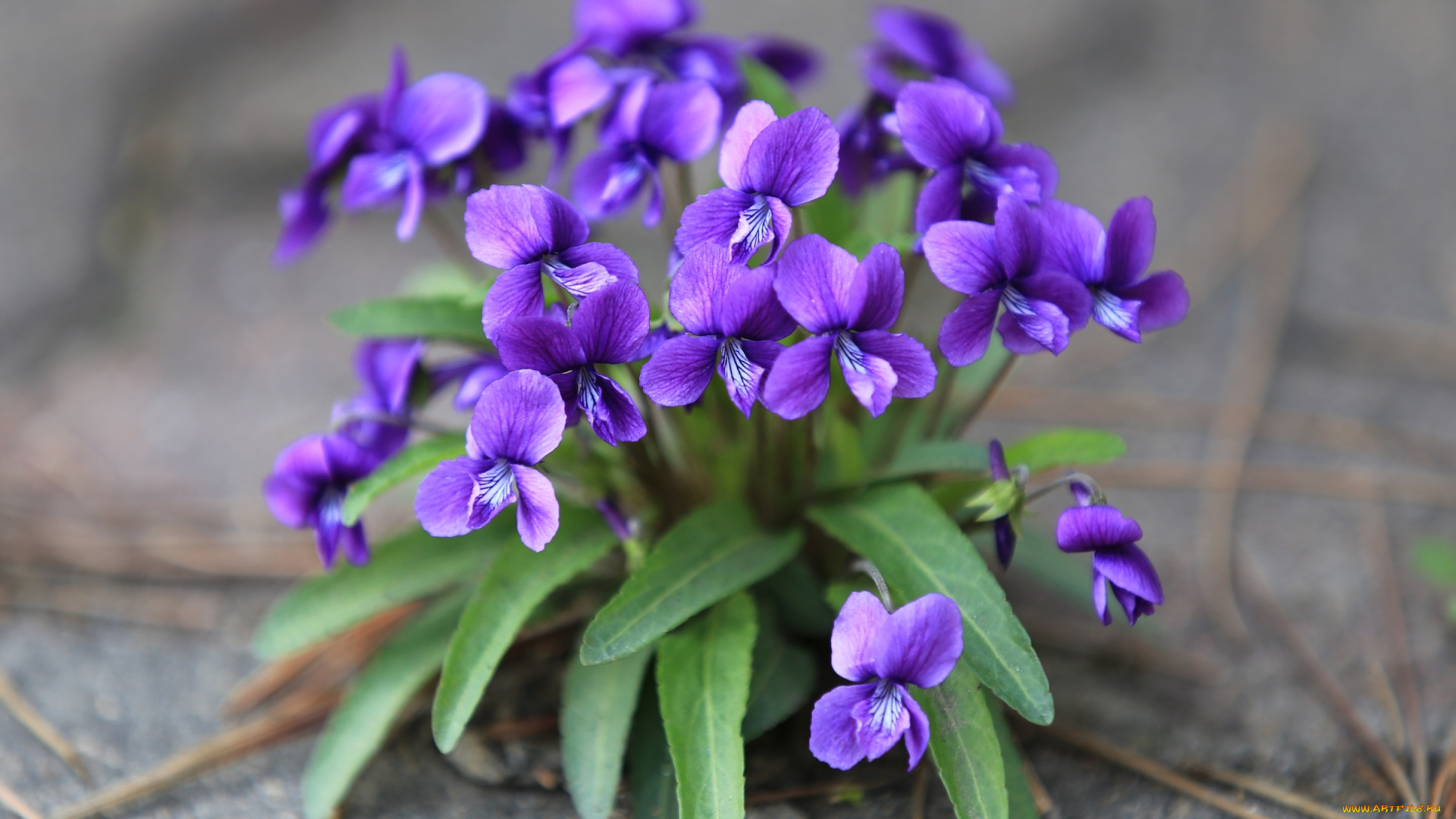 цветы, фиалки, фиалка, фиолетовый, виола, лесная