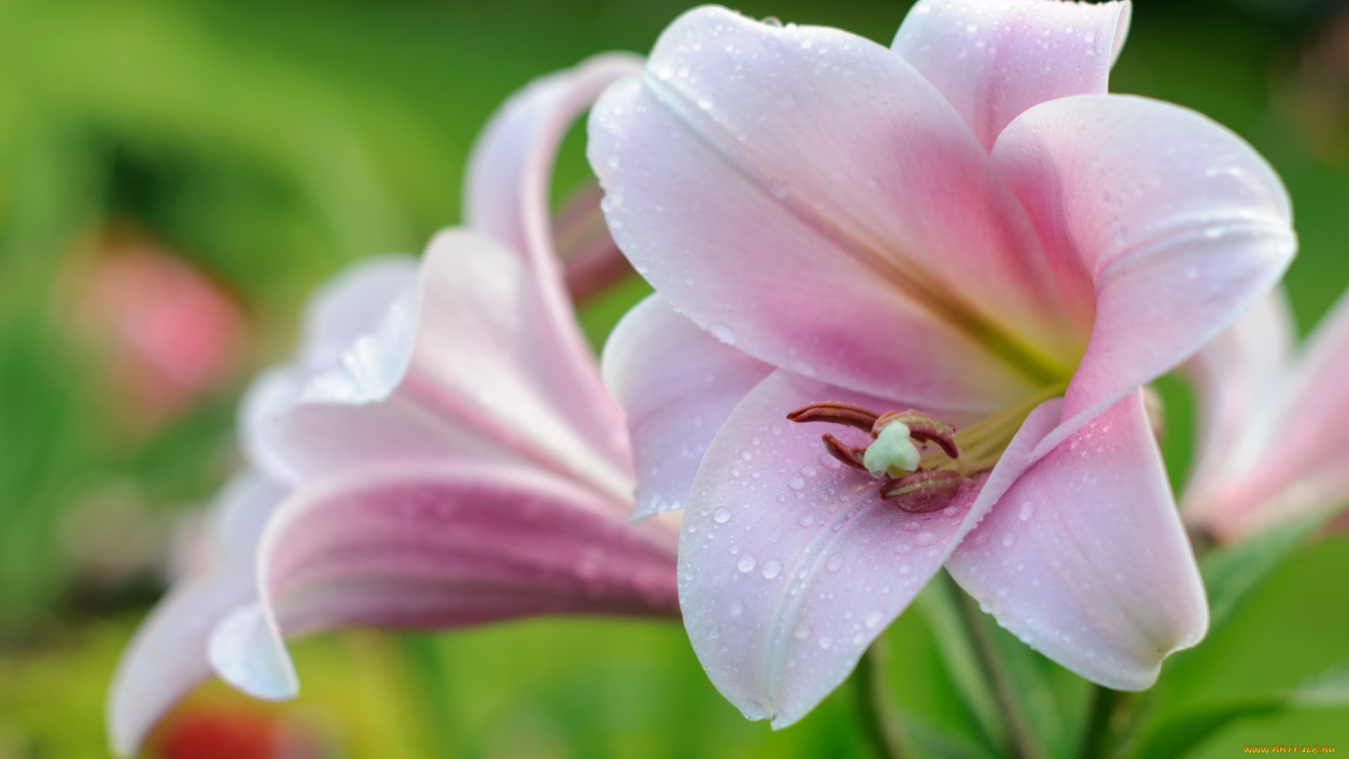 цветы, лилии, , лилейники, розовый, лилия, макро, нежность, капли