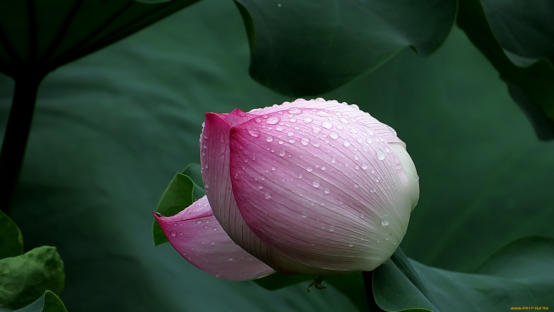 цветы, лотосы, роса, бутон, фон, лепестки