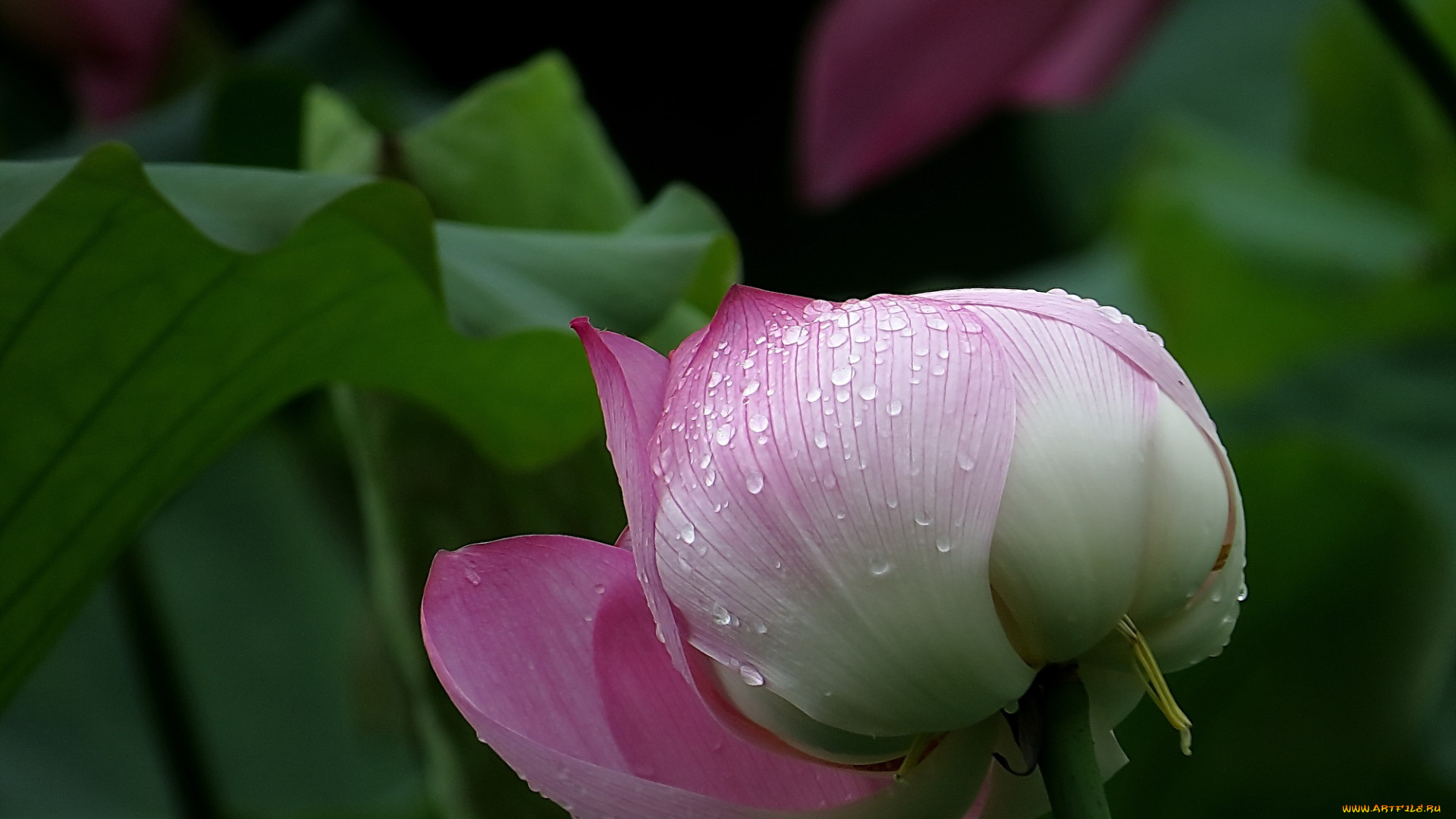 цветы, лотосы, роса, фон, лепестки, бутон