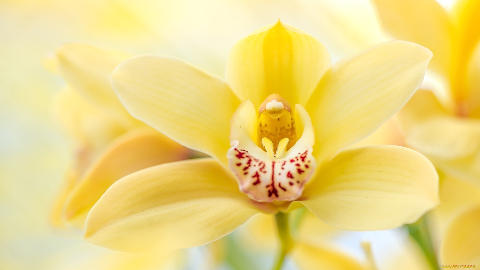 цветы, орхидеи, макро, орхидея, желтый