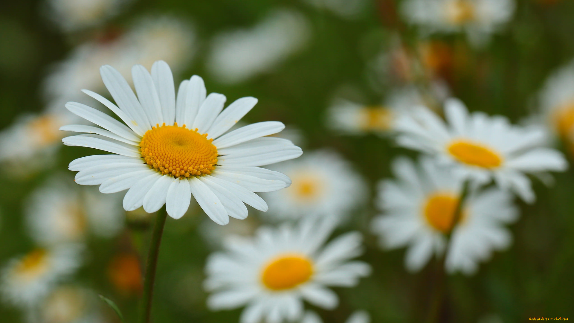цветы, ромашки, ромашка