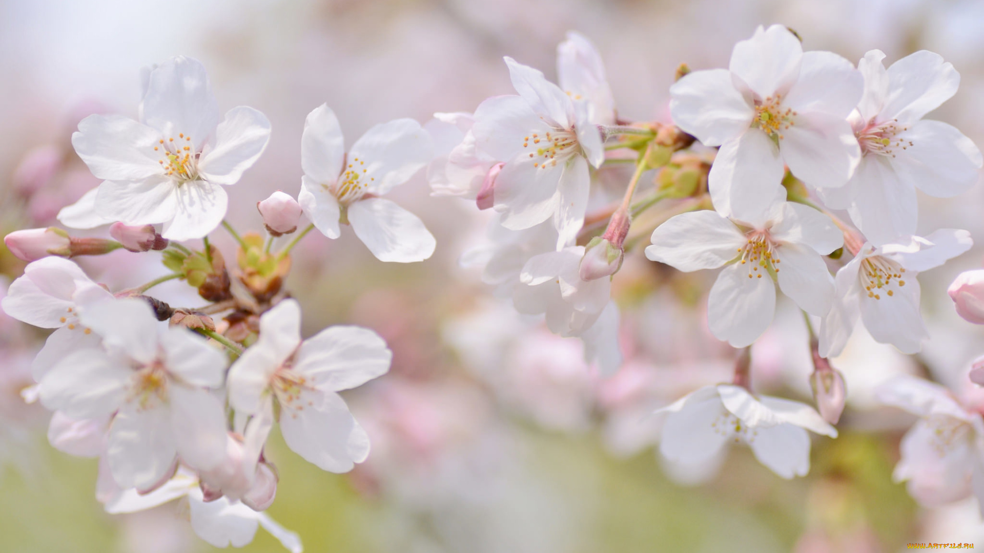 цветы, сакура, , вишня, нежность, макро, ветка, весна, вишня