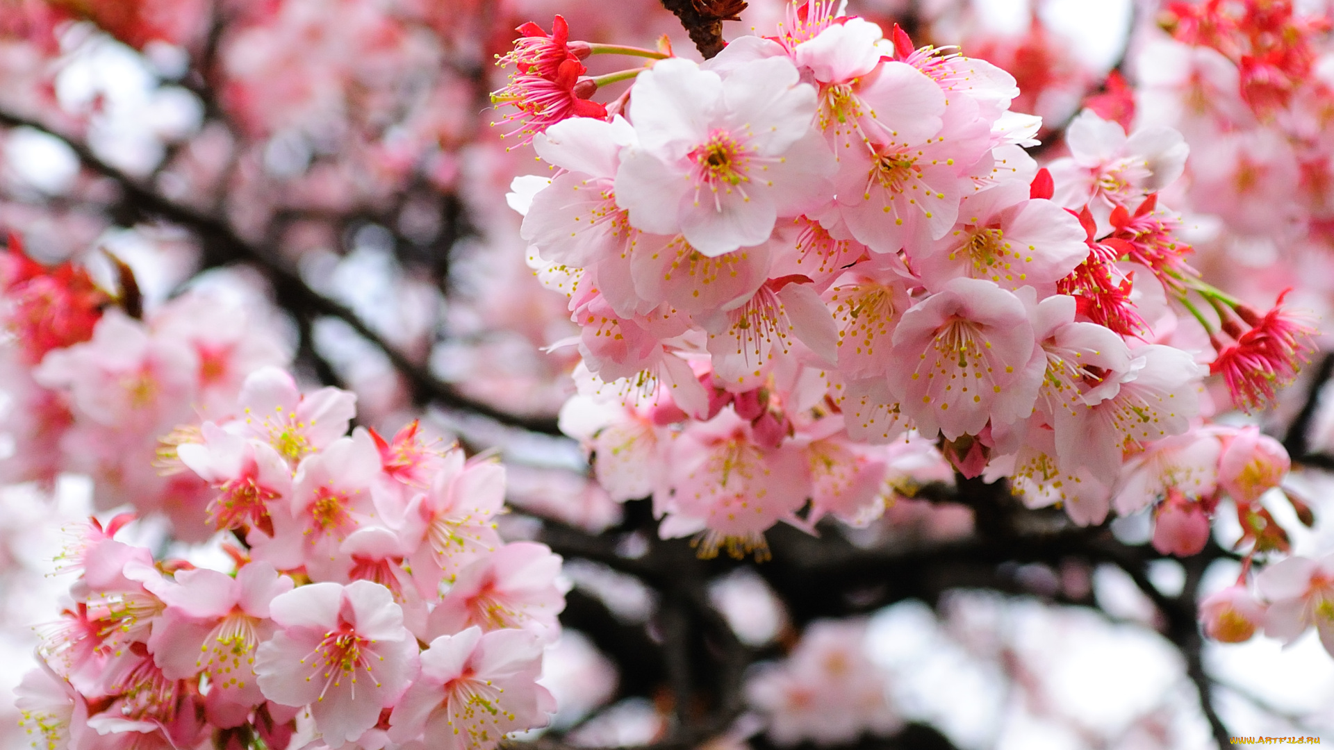 цветы, сакура, , вишня, размытость, ветки, цветение