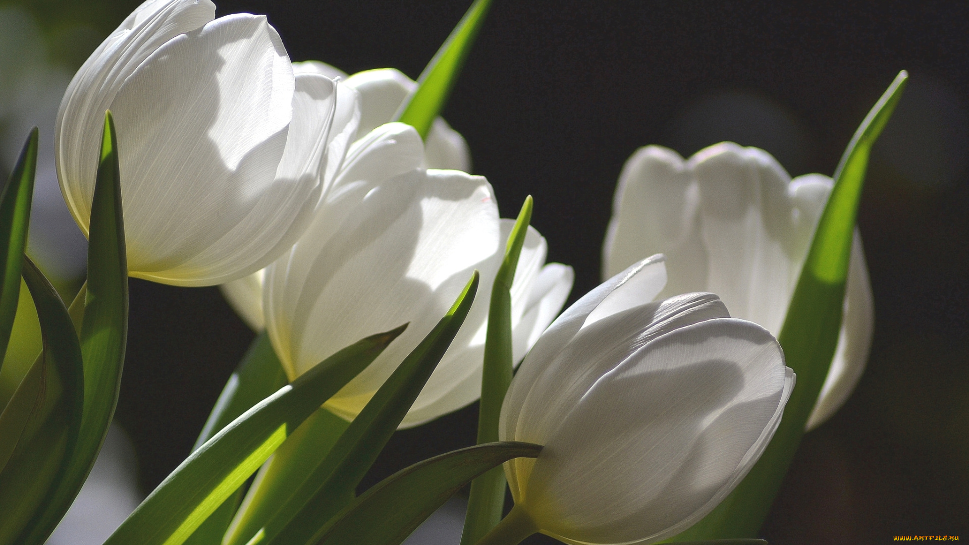 цветы, тюльпаны, белый, бутоны