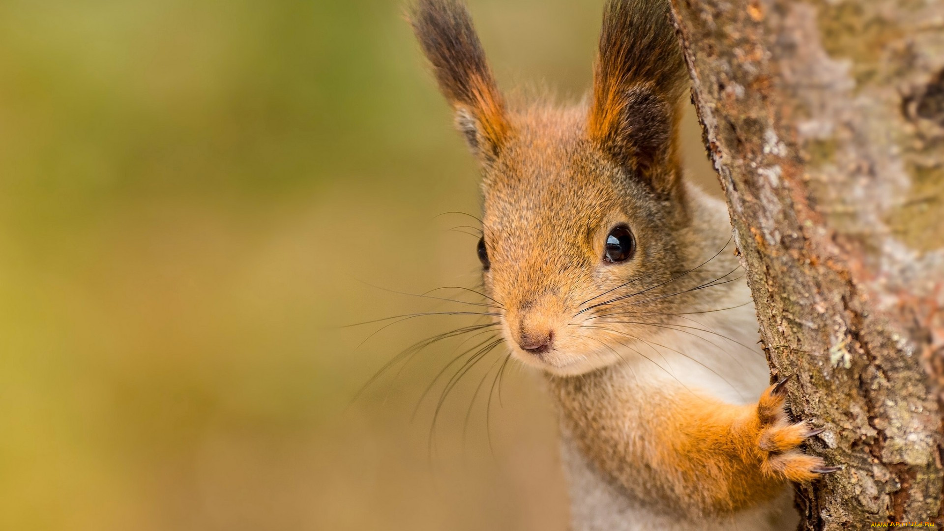 животные, белки, мордочка, белка, рыжая