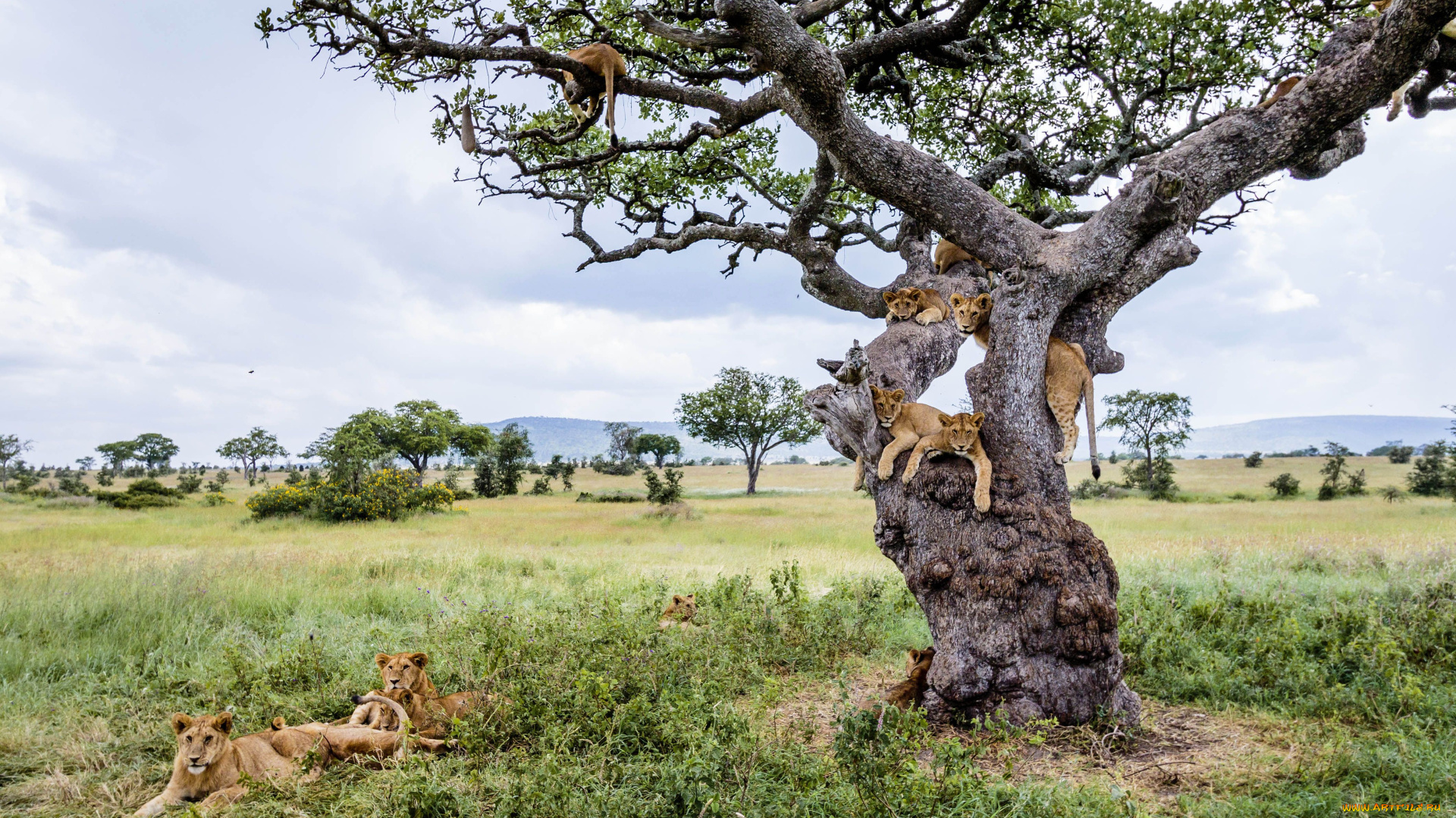 животные, львы, прайд, дерево, сафари