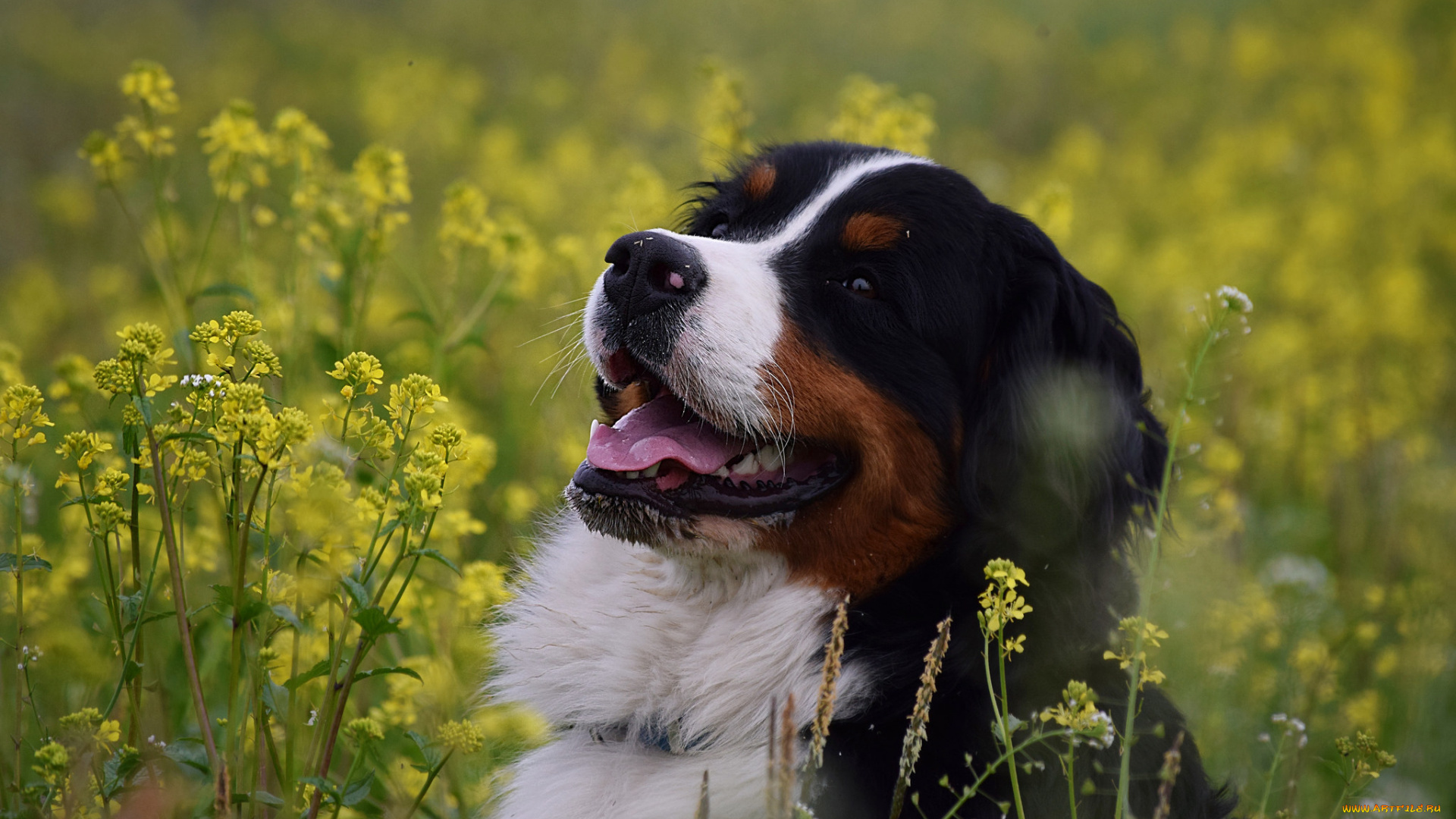 животные, собаки, собака, луг