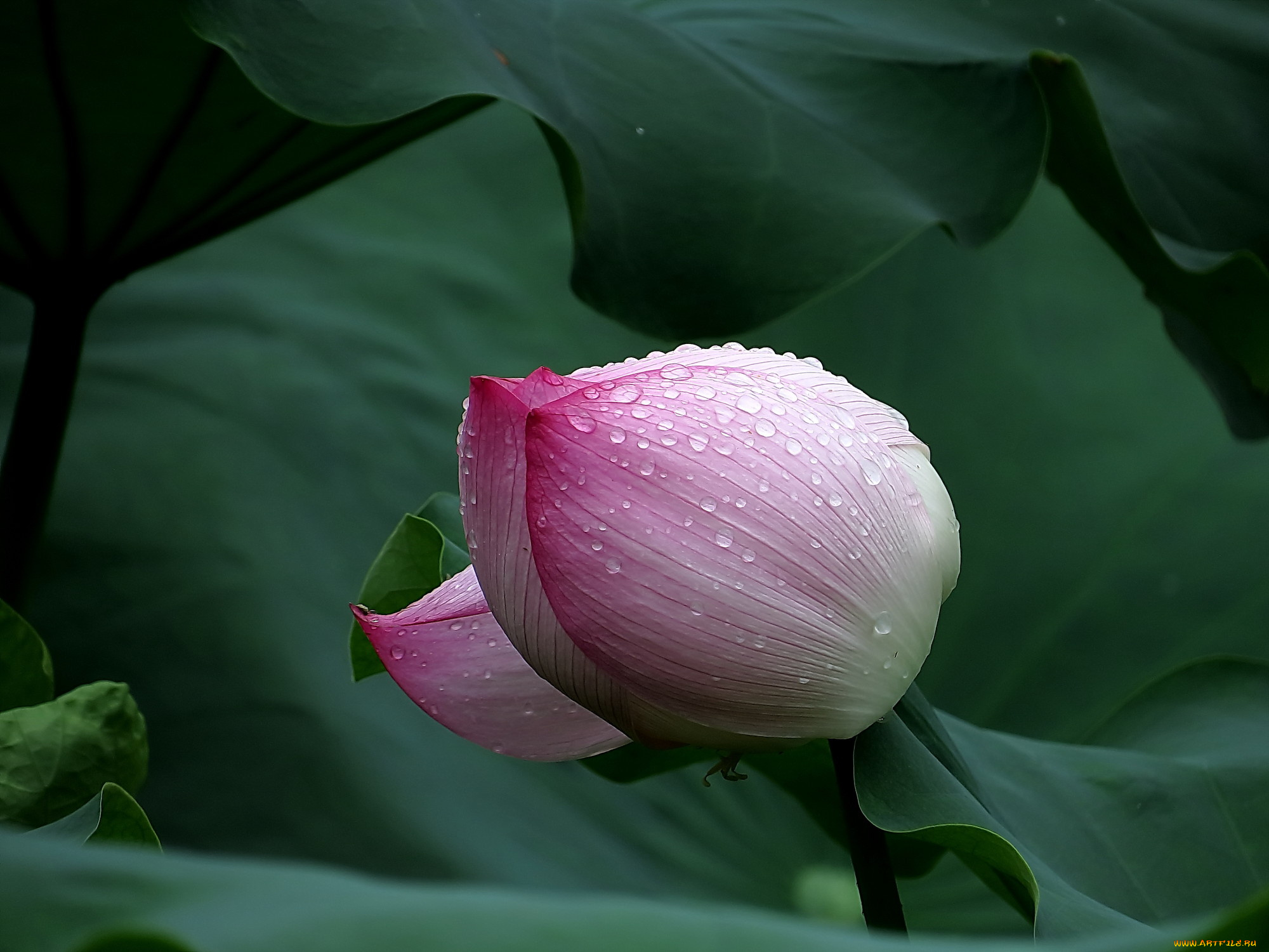 цветы, лотосы, роса, бутон, фон, лепестки