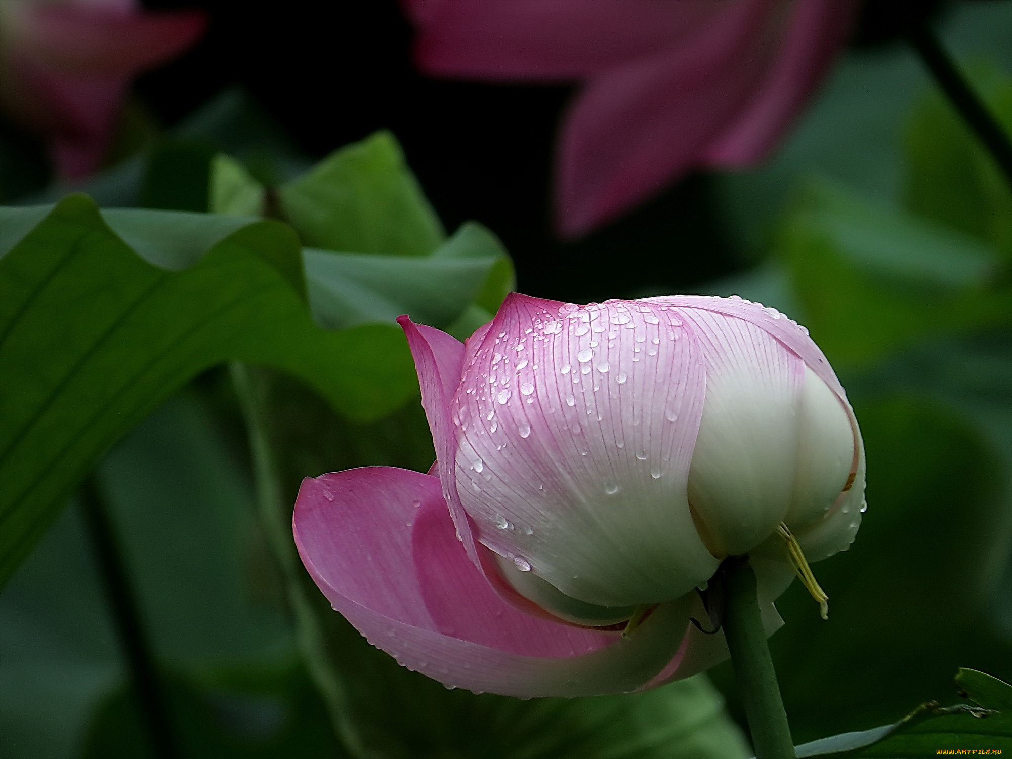 цветы, лотосы, роса, фон, лепестки, бутон