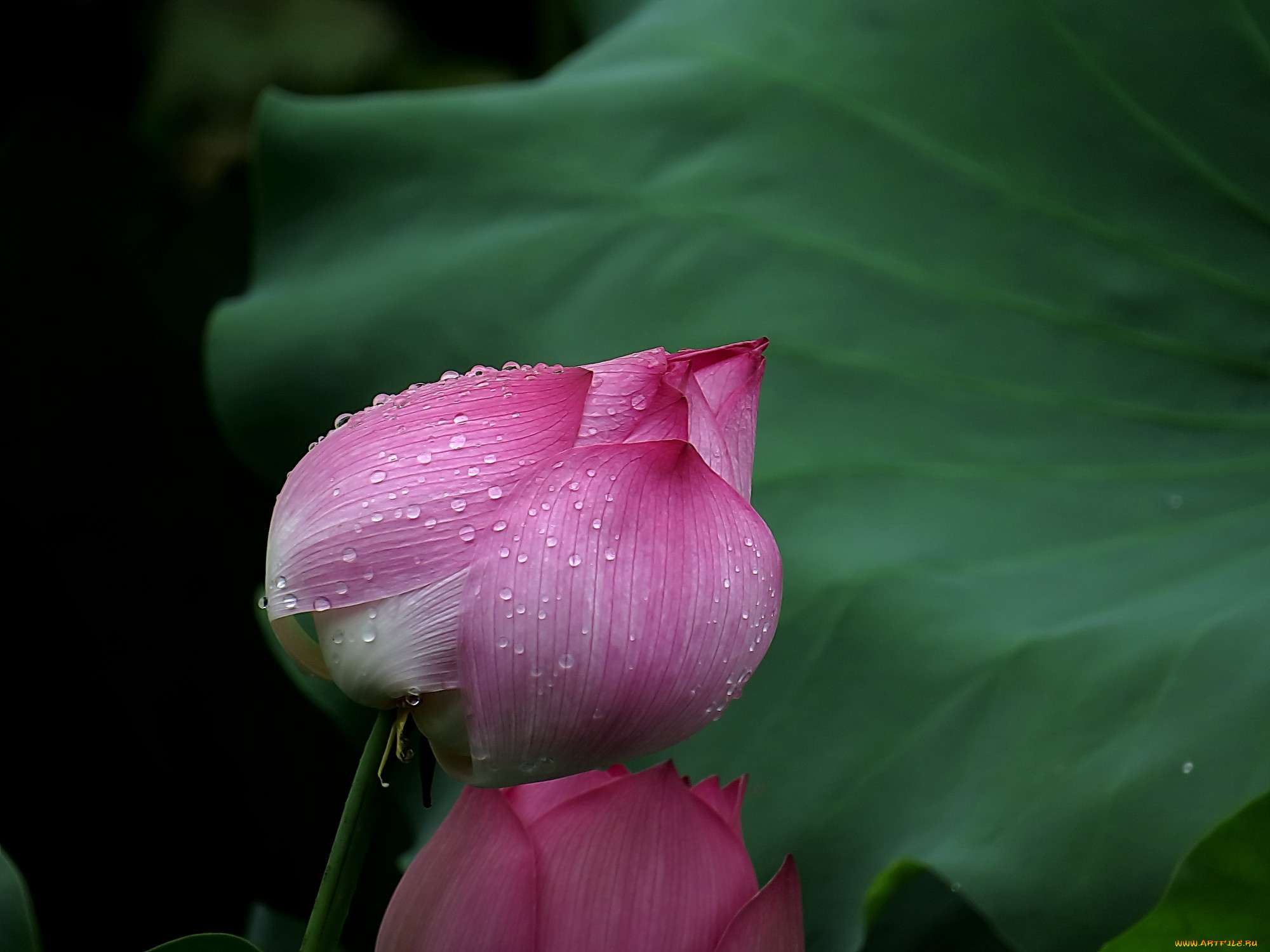 цветы, лотосы, роса, фон, лепестки, бутон