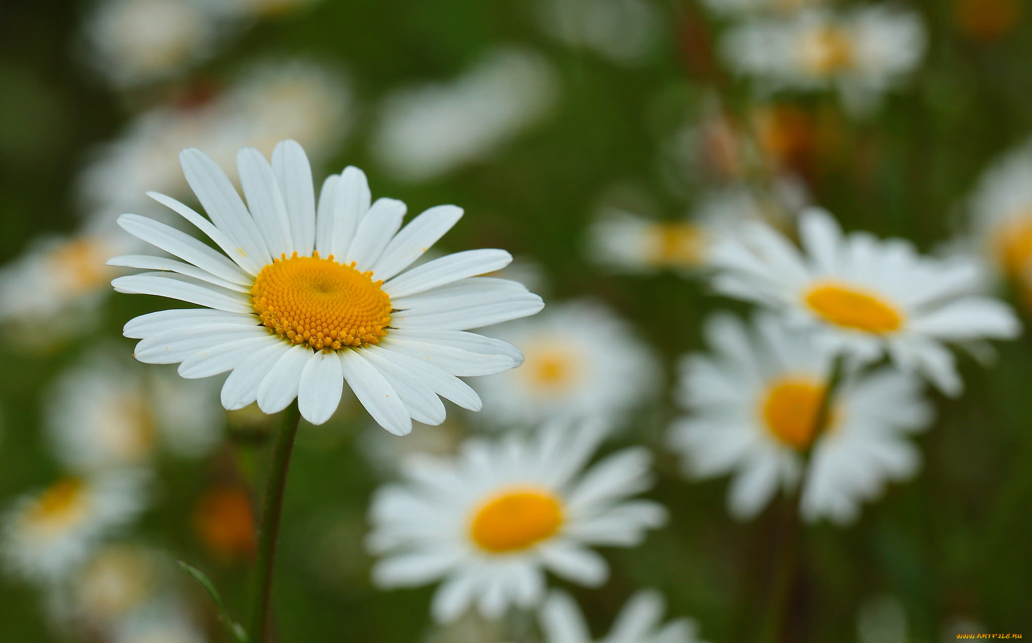 цветы, ромашки, ромашка