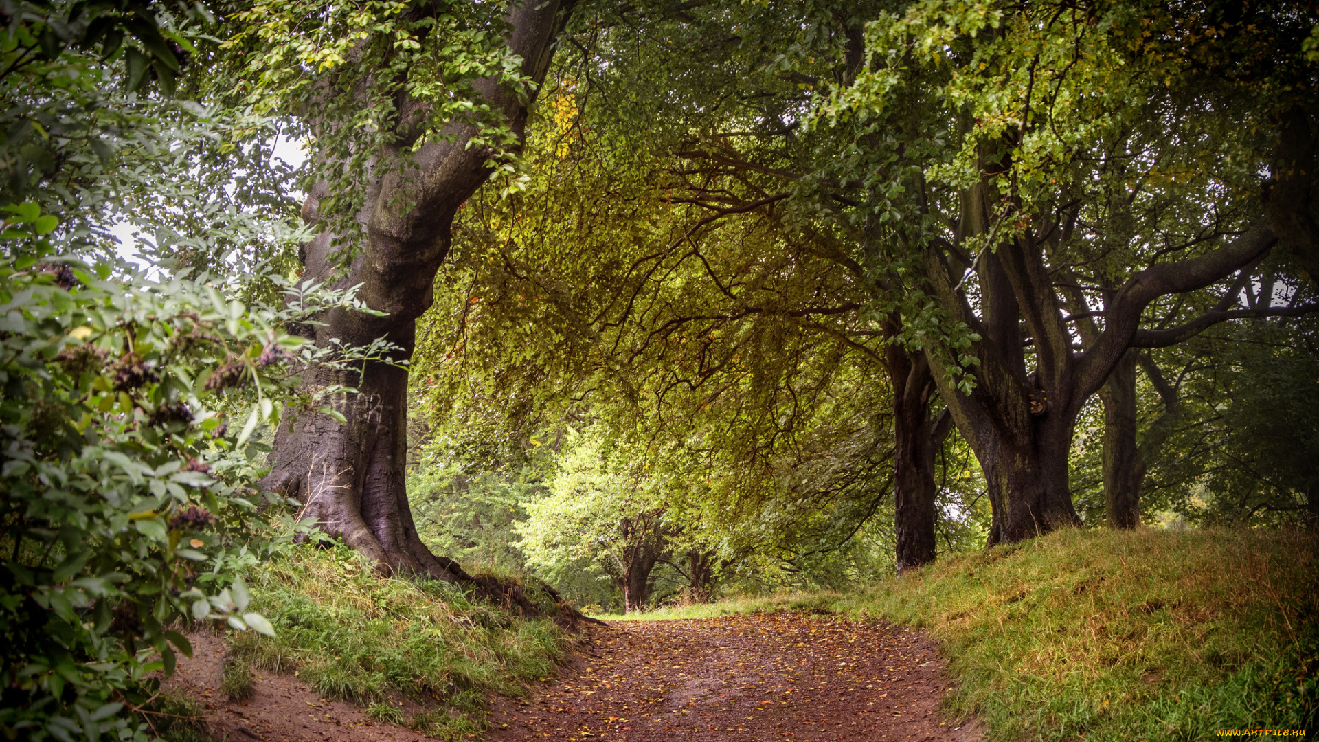 природа, дороги, тракт