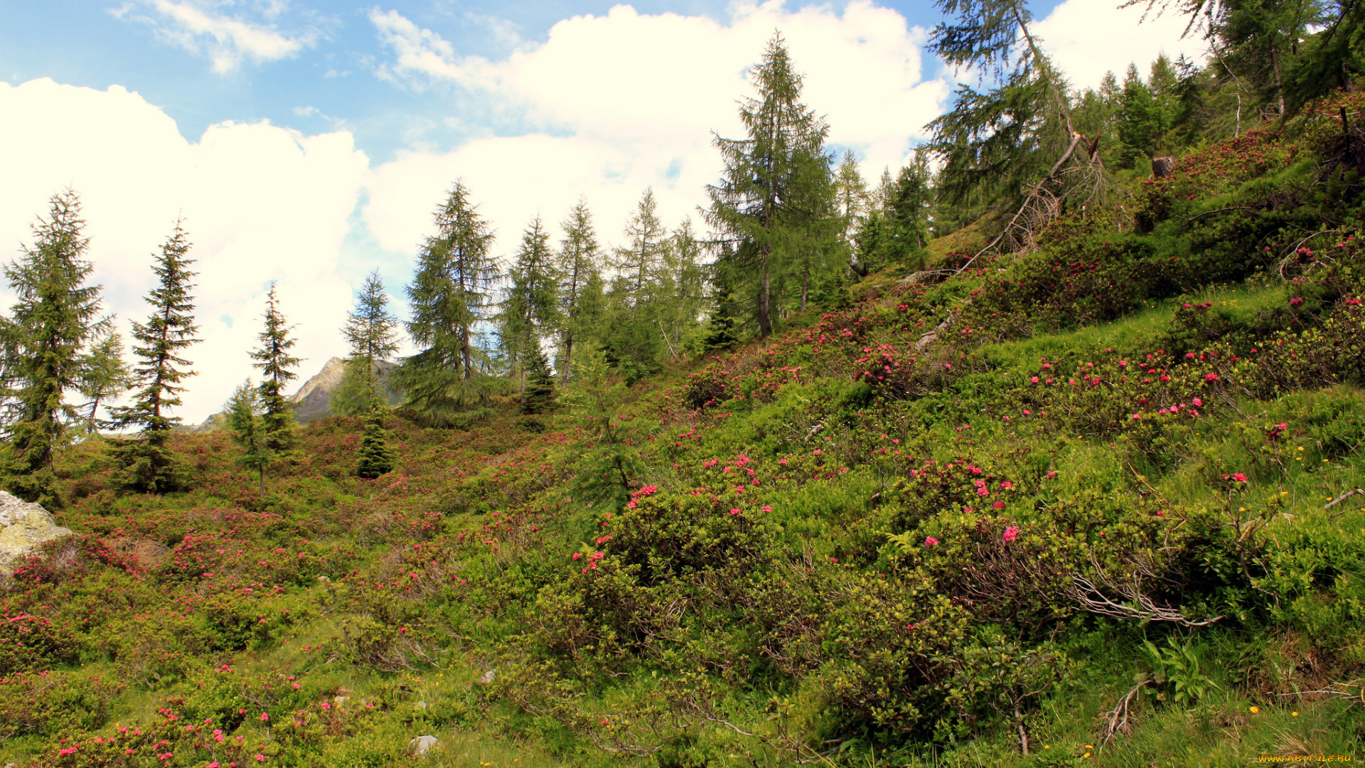 природа, пейзажи, простор