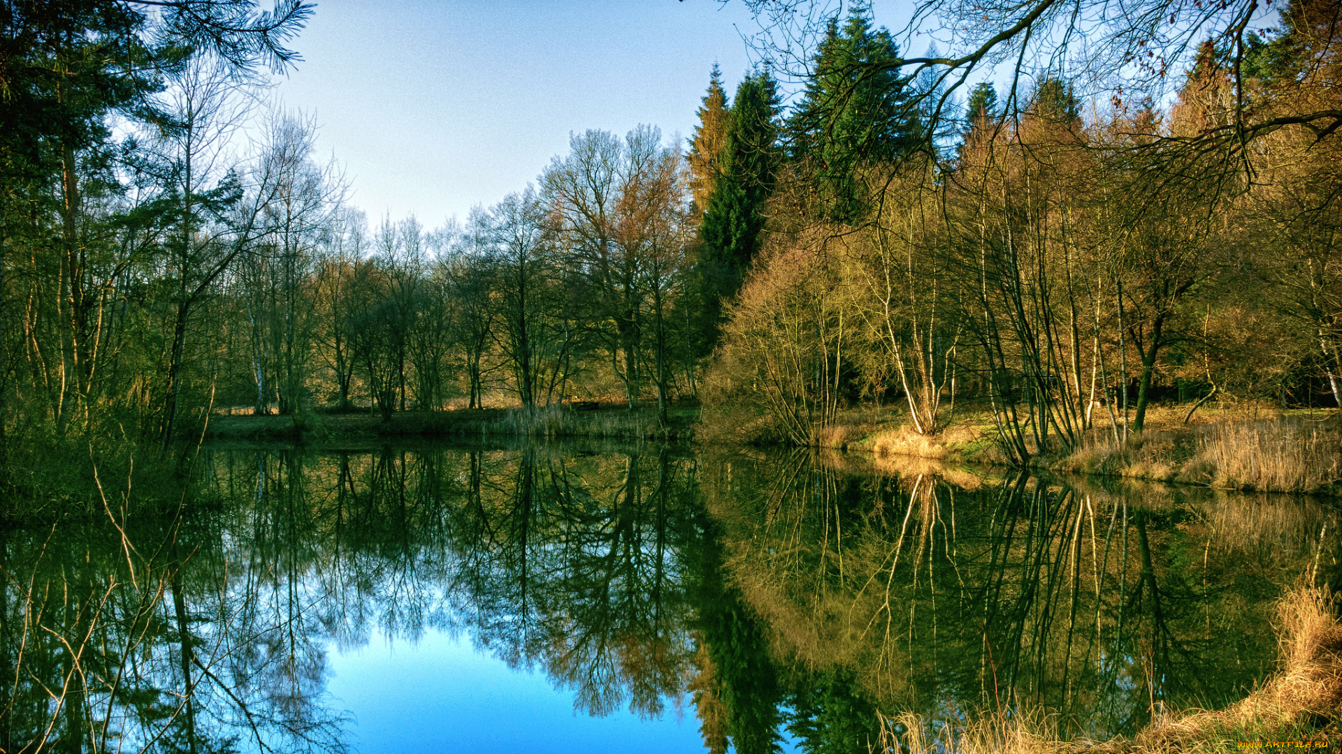 природа, реки, озера, лес, река