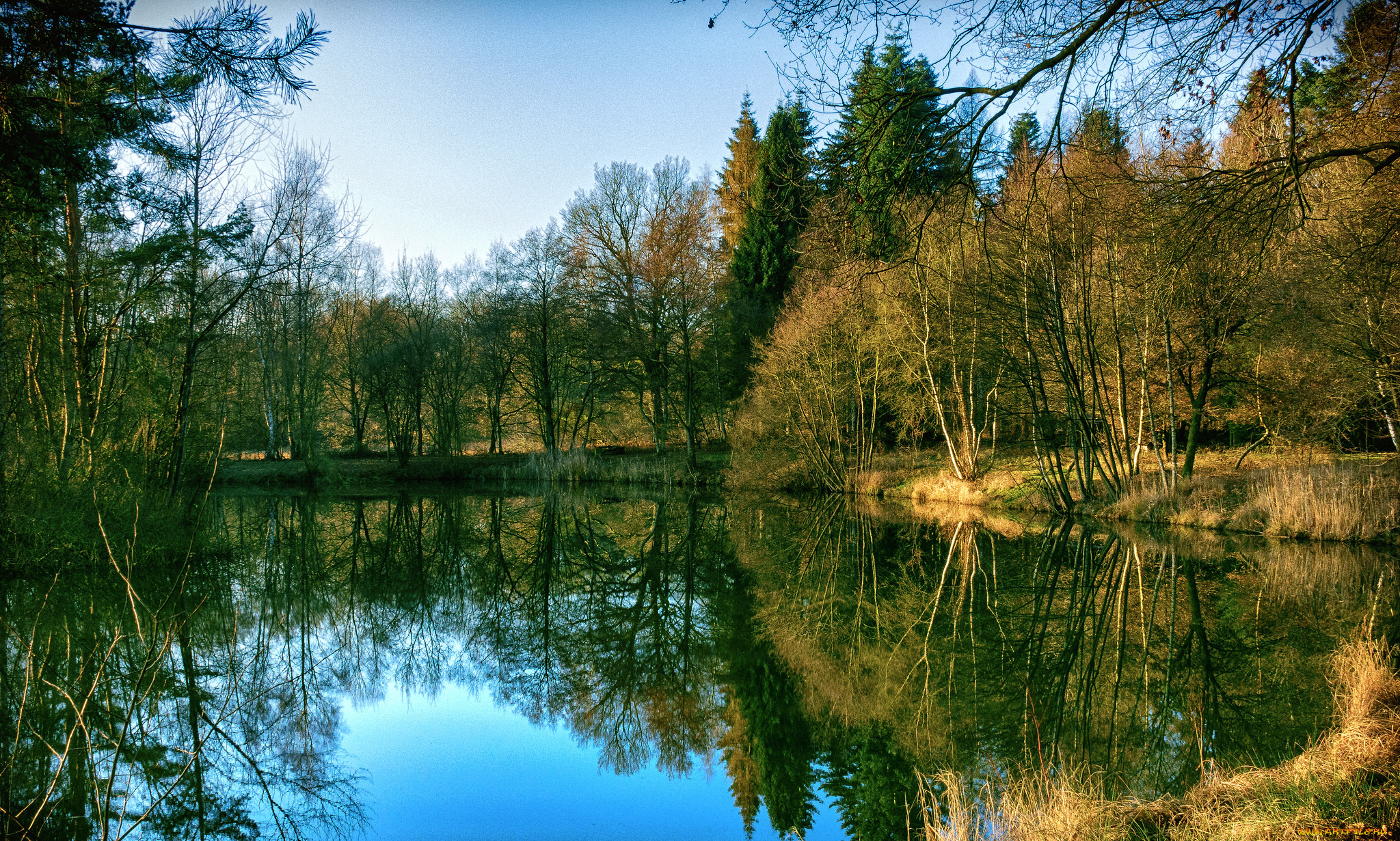 природа, реки, озера, лес, река