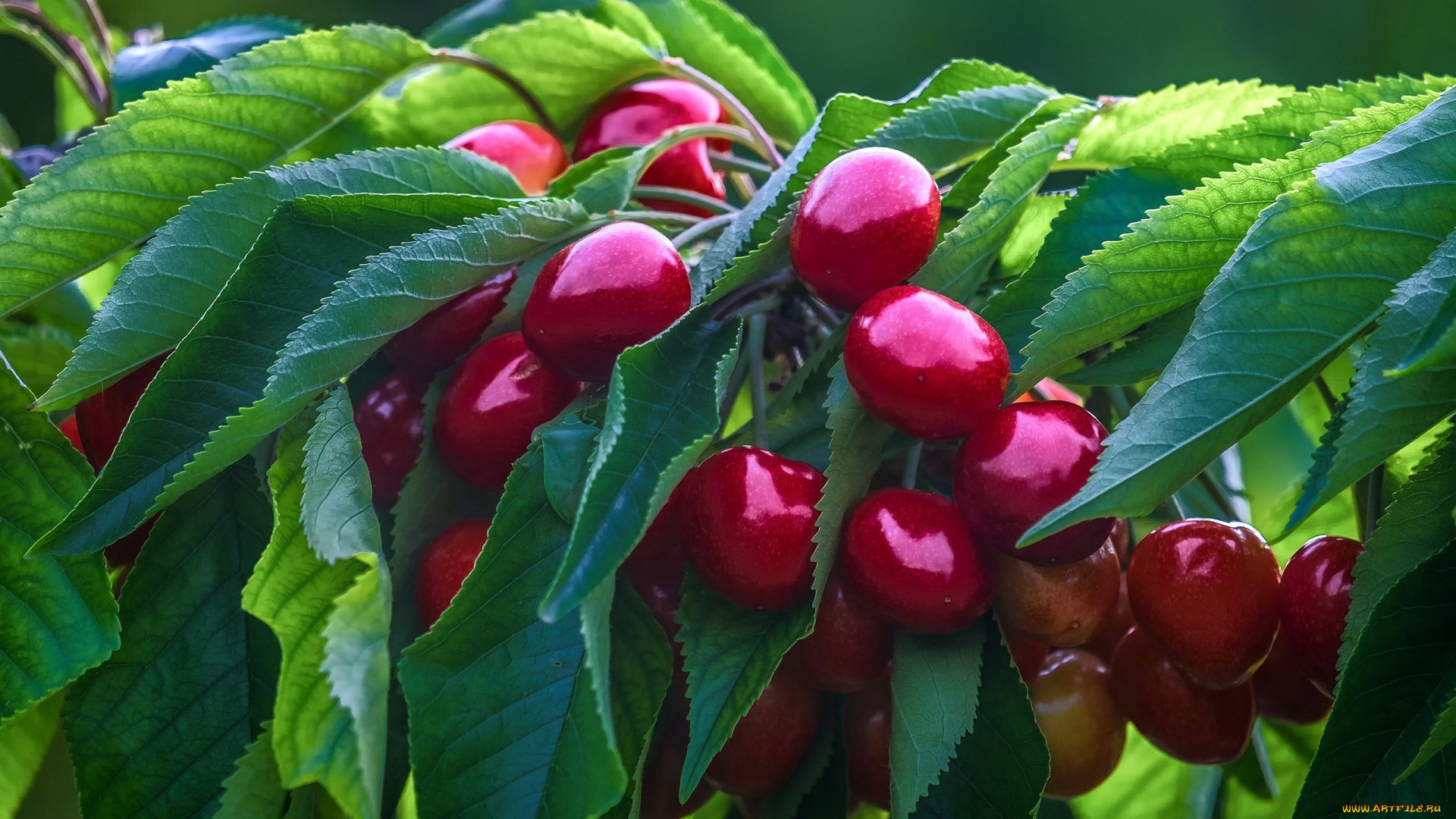 природа, ягоды, черешня