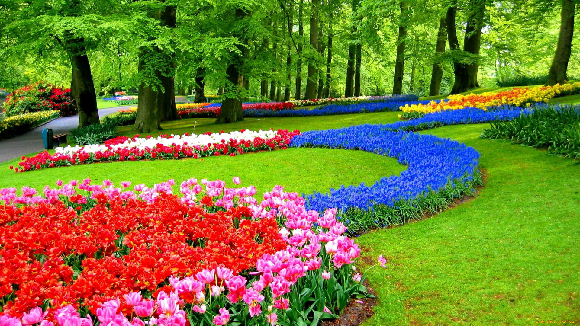 keukenhof, gardens, природа, парк, keukenhof, gardens