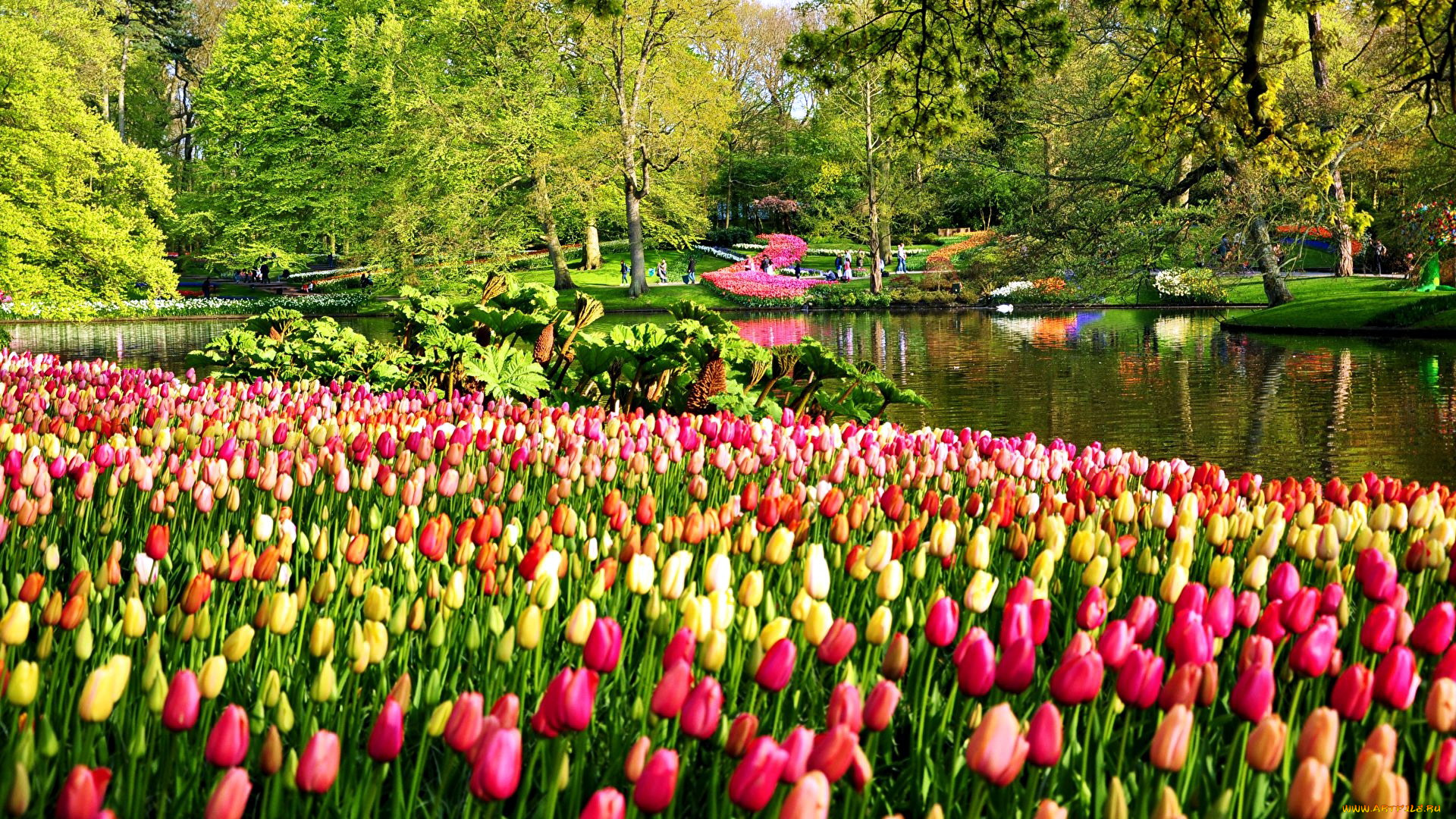 keukenhof, park, netherlands, природа, парк, keukenhof, park