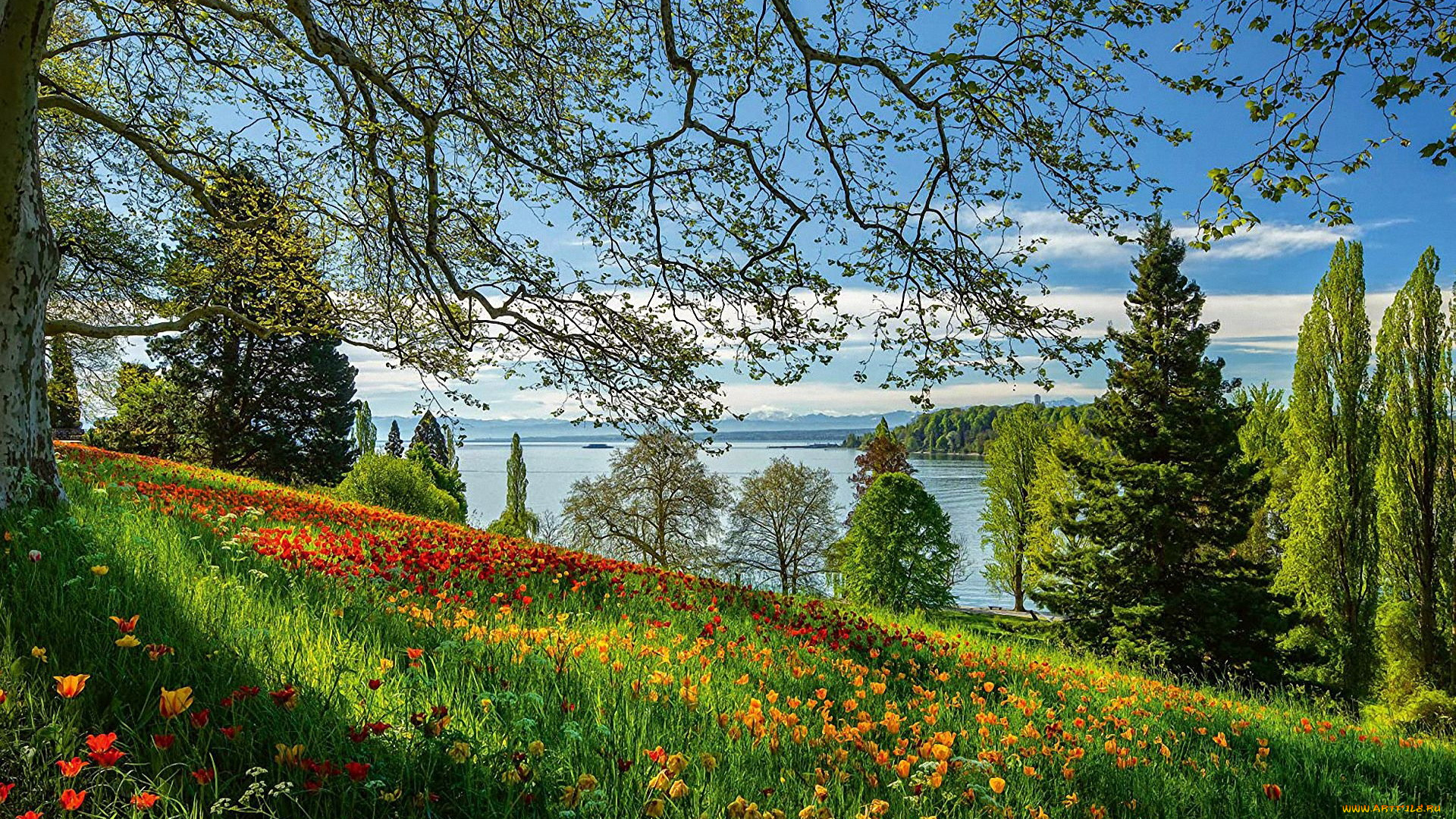 lake, bodensee, germany, природа, луга, lake, bodensee