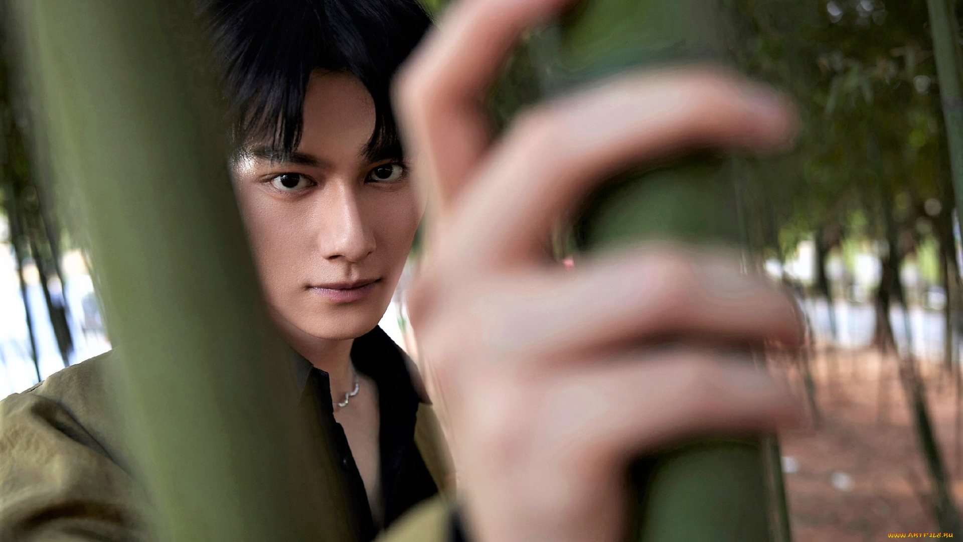 мужчины, wang, zhuocheng, актер, лицо, бамбук