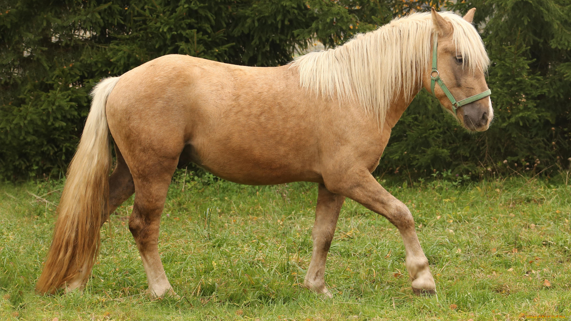 животные, лошади, лошадь, соловая, уздечка