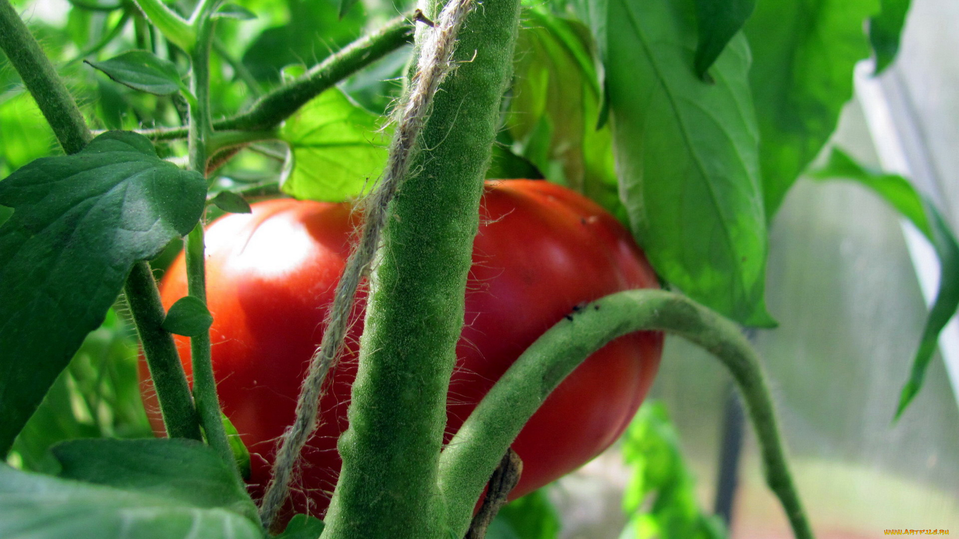 природа, плоды, красный, помидор