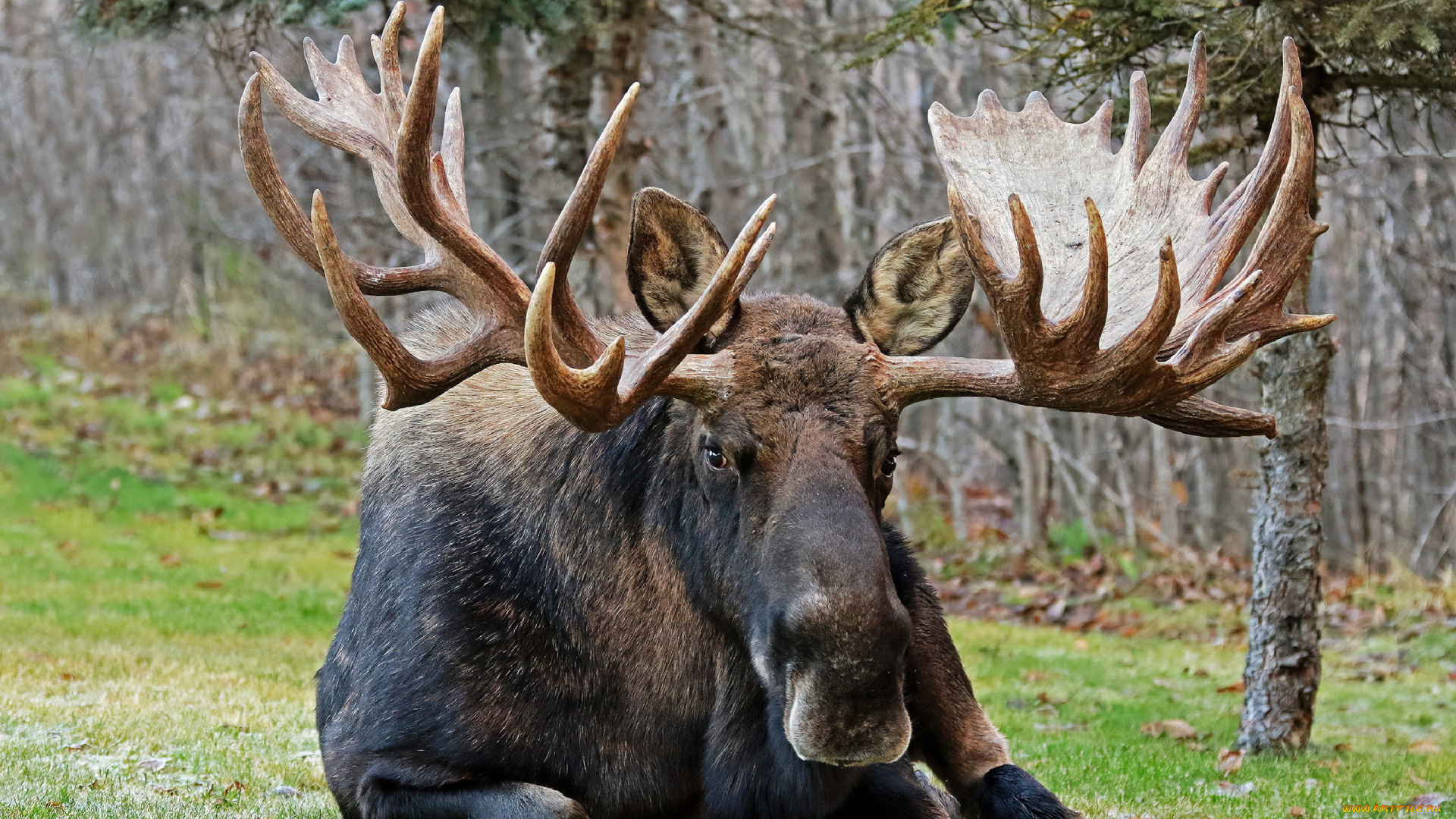 bull, moose, животные, лоси, bull, moose