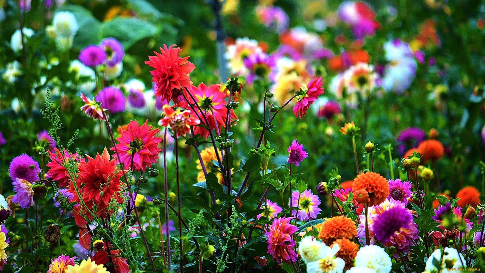 цветы, георгины