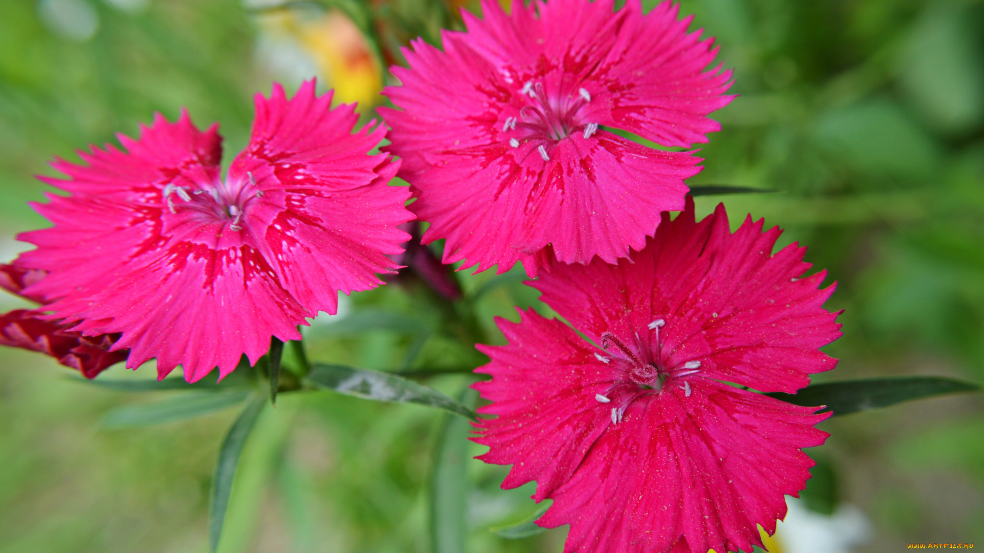 цветы, гвоздики