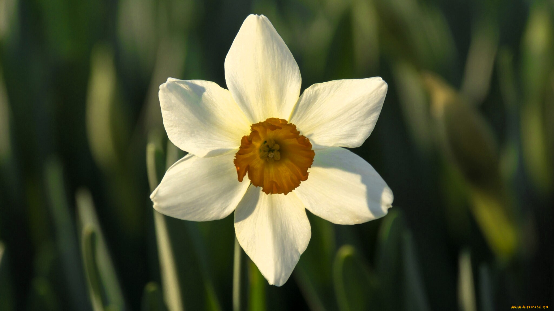 цветы, нарциссы, нарцисс, белый, листья