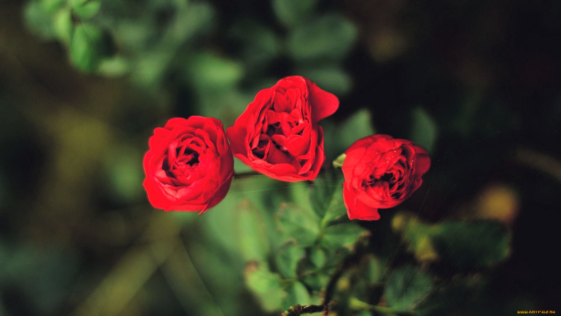 цветы, розы, красные