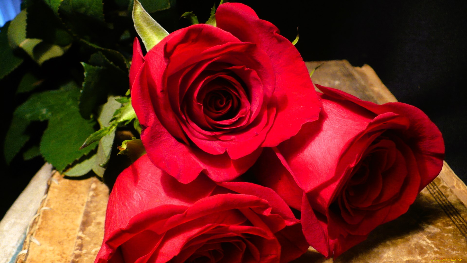 цветы, розы, красные