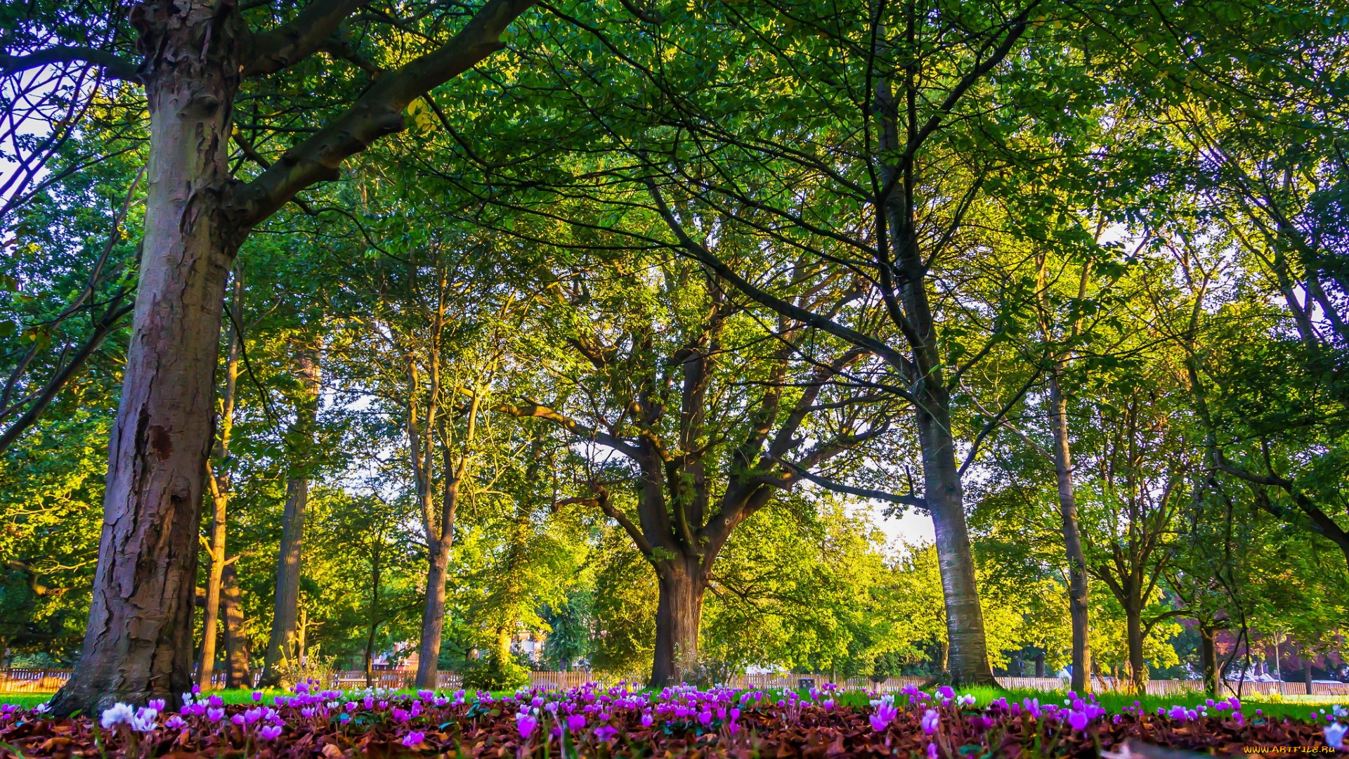 london, england, природа, парк