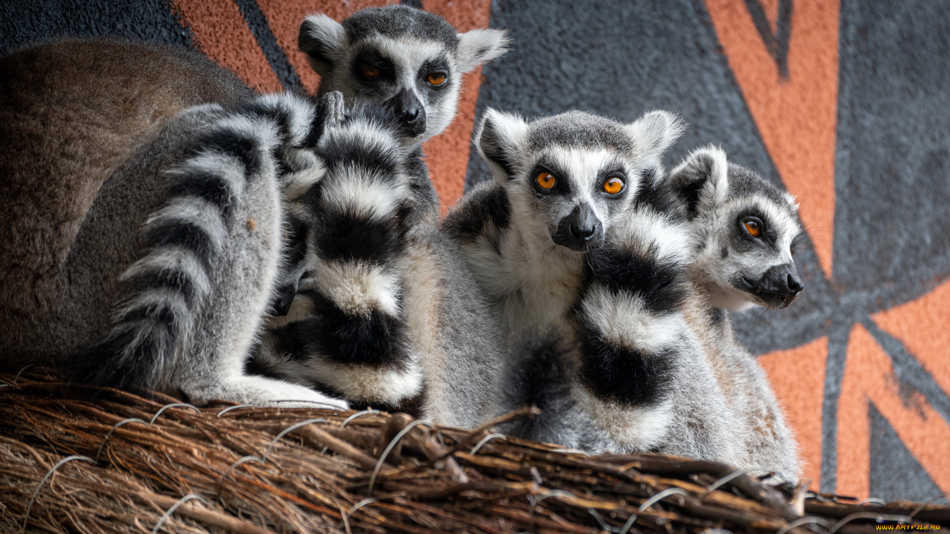 ring-tailed, lemur, животные, лемуры, ring-tailed, lemur