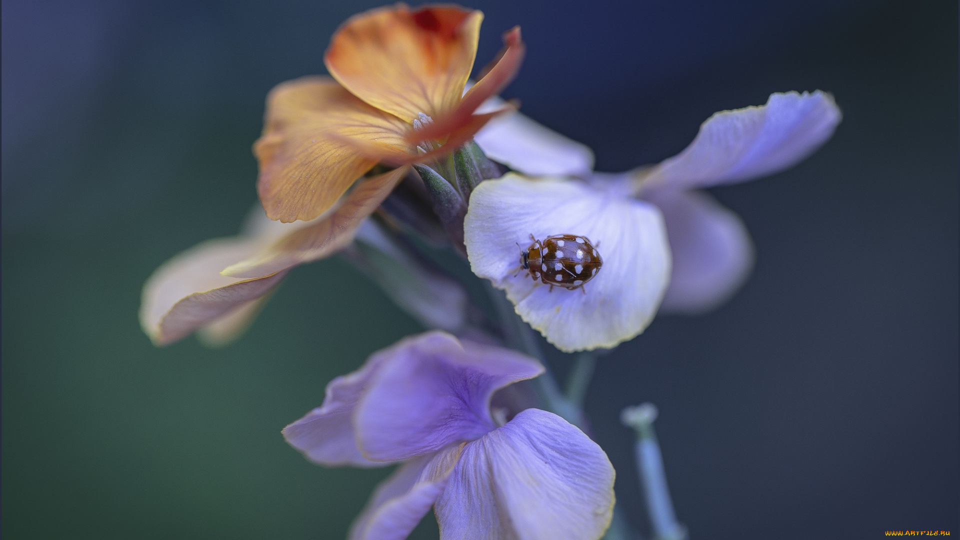 животные, божьи, коровки, жук