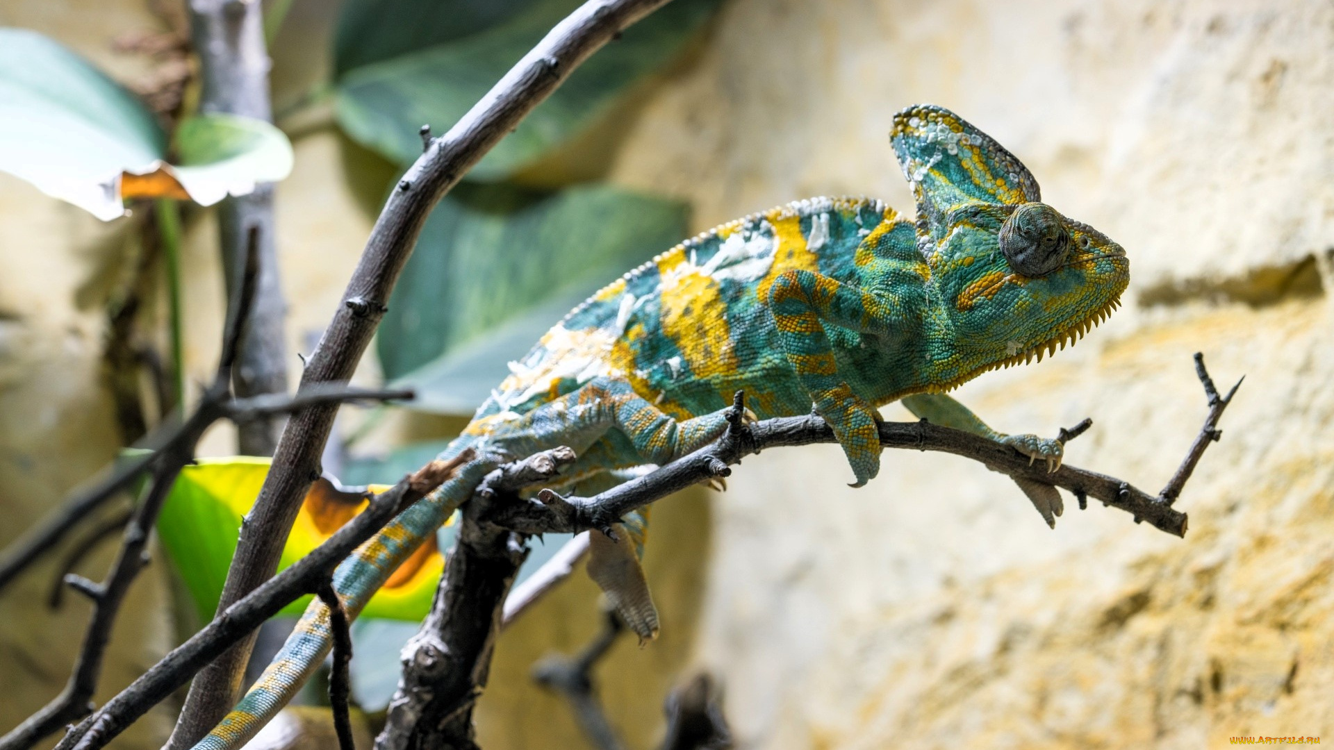 животные, хамелеоны, хамелеон, ящерица, ветки