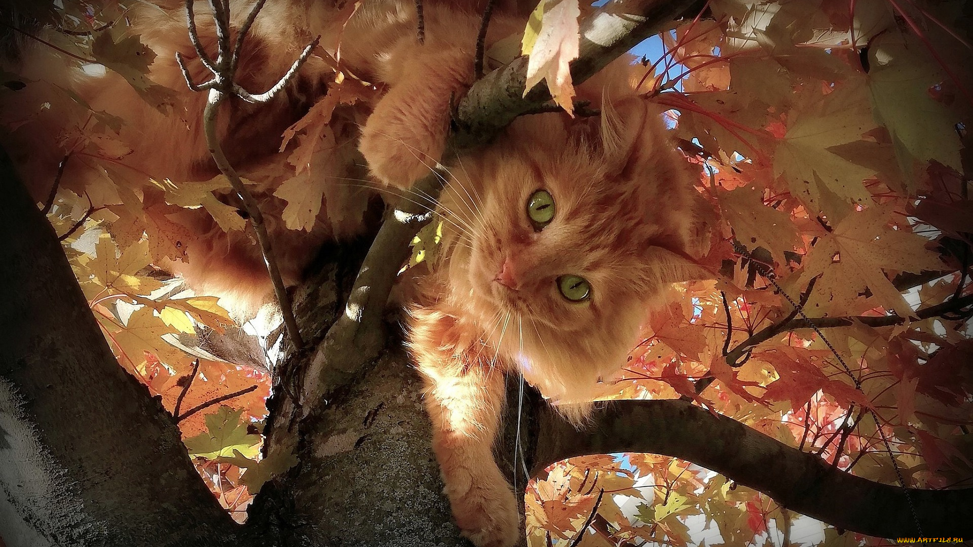 животные, коты, кот, кошка